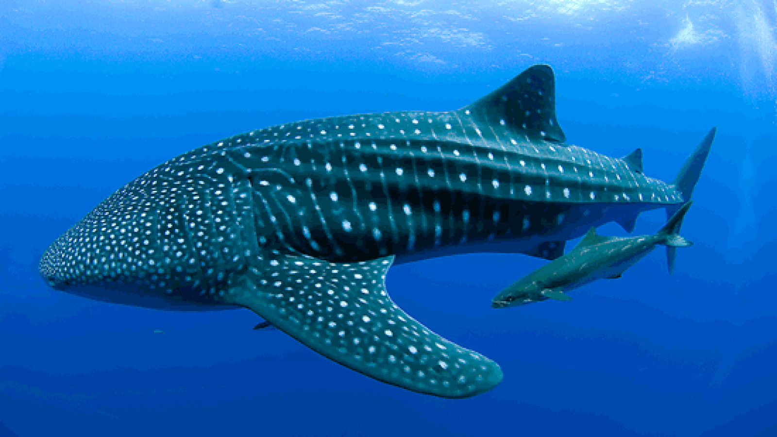 1600x900 Whale shark, Desktop