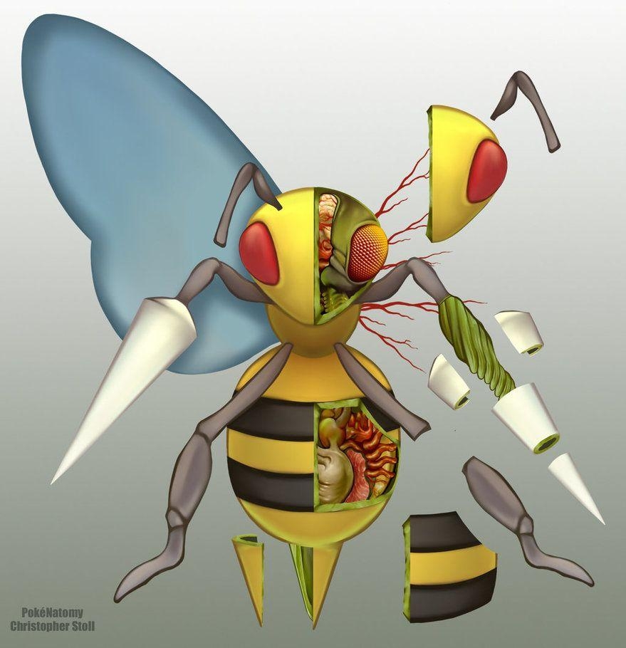 880x910 Beedrill Anatomy By Christopher Stoll, Phone