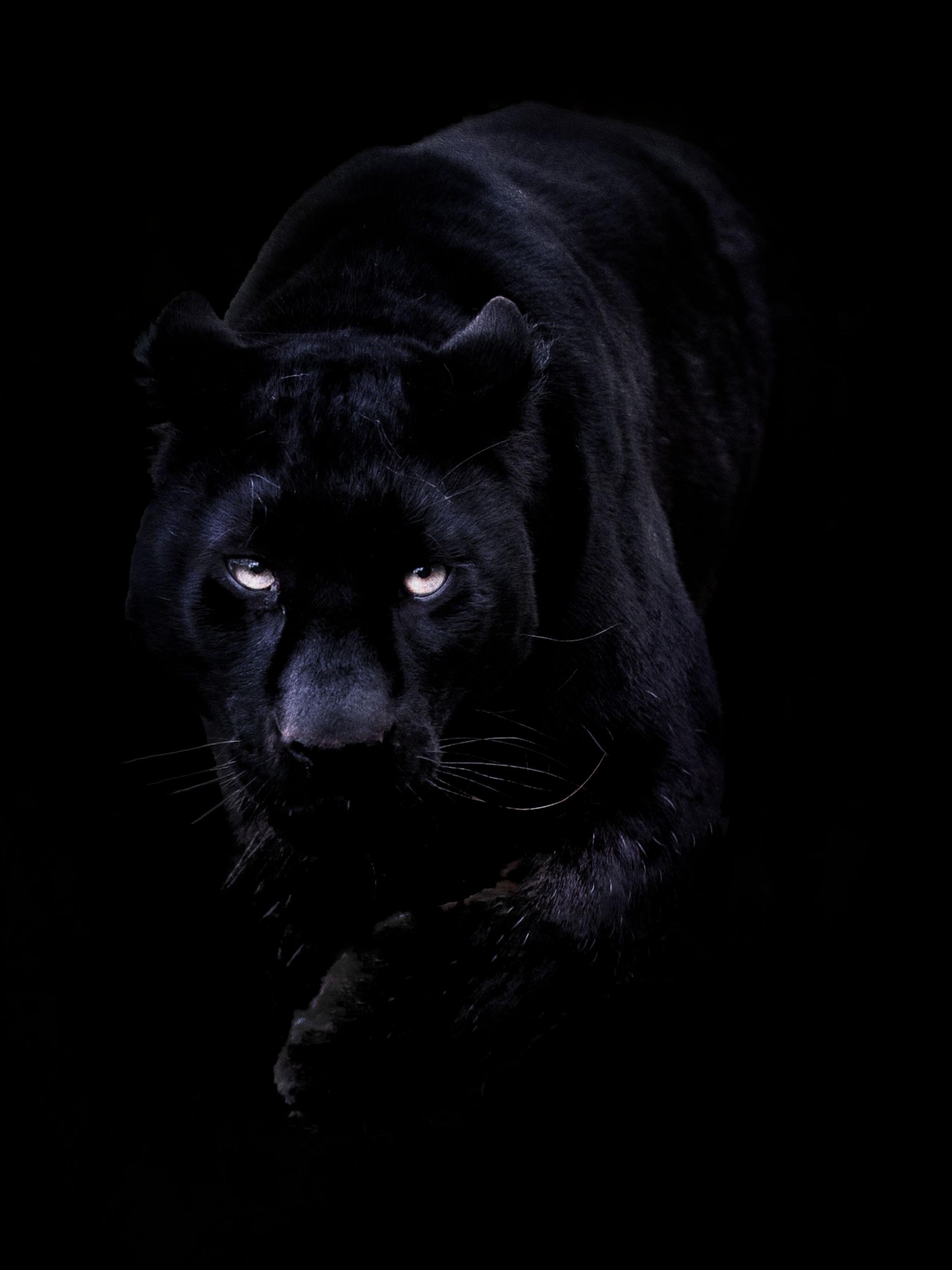 2050x2740 Free download Wallpaper For Black Panther iPhone Wallpaper, Phone