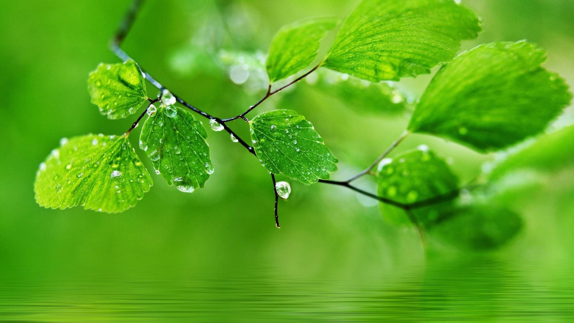 1920x1080 Green Color Wallpaper for Desktops that can protect your eyes ideas. green colors, green, wallpaper, Desktop