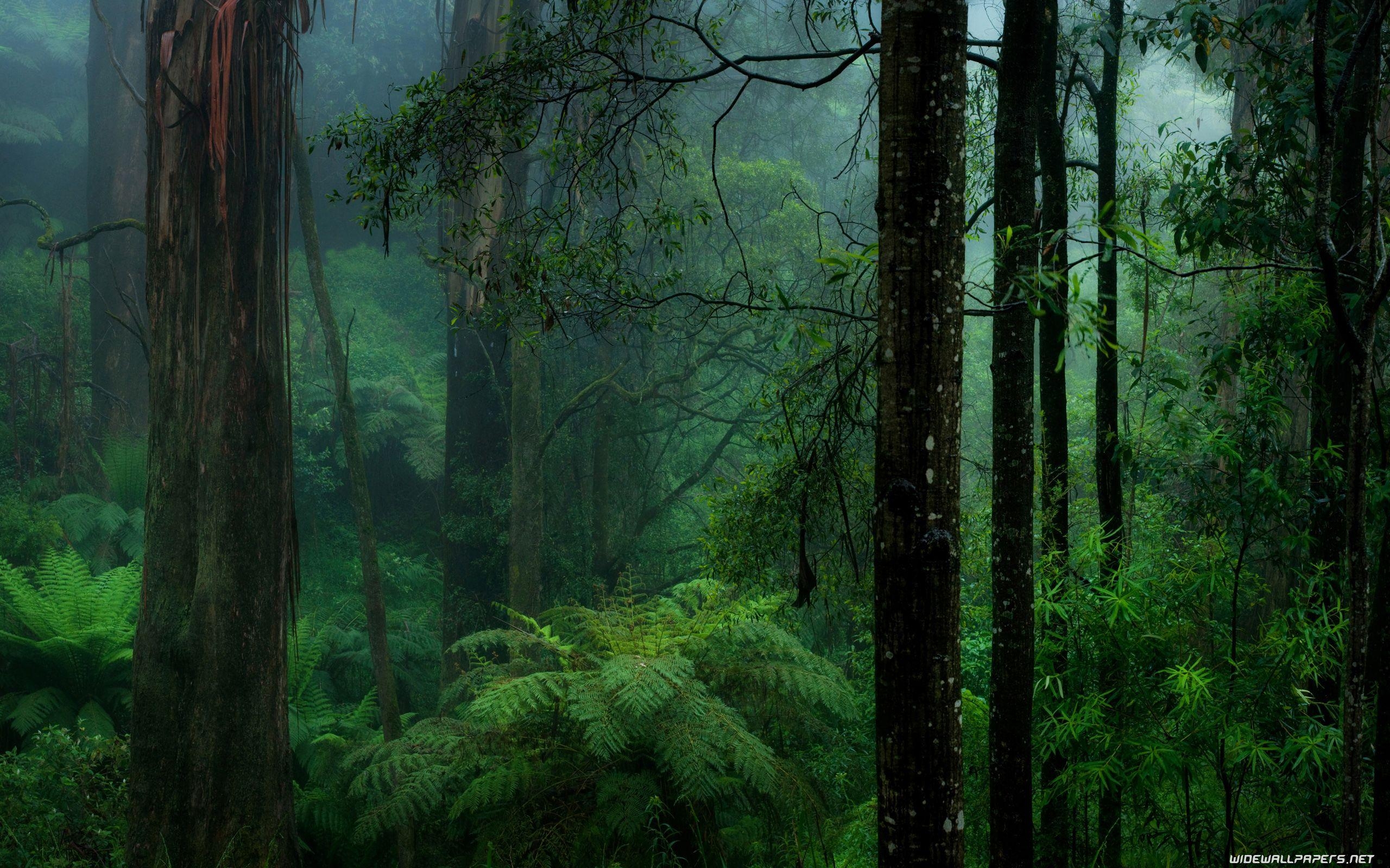 2560x1600 Forest desktop wallpaper 4K Ultra HD, Desktop