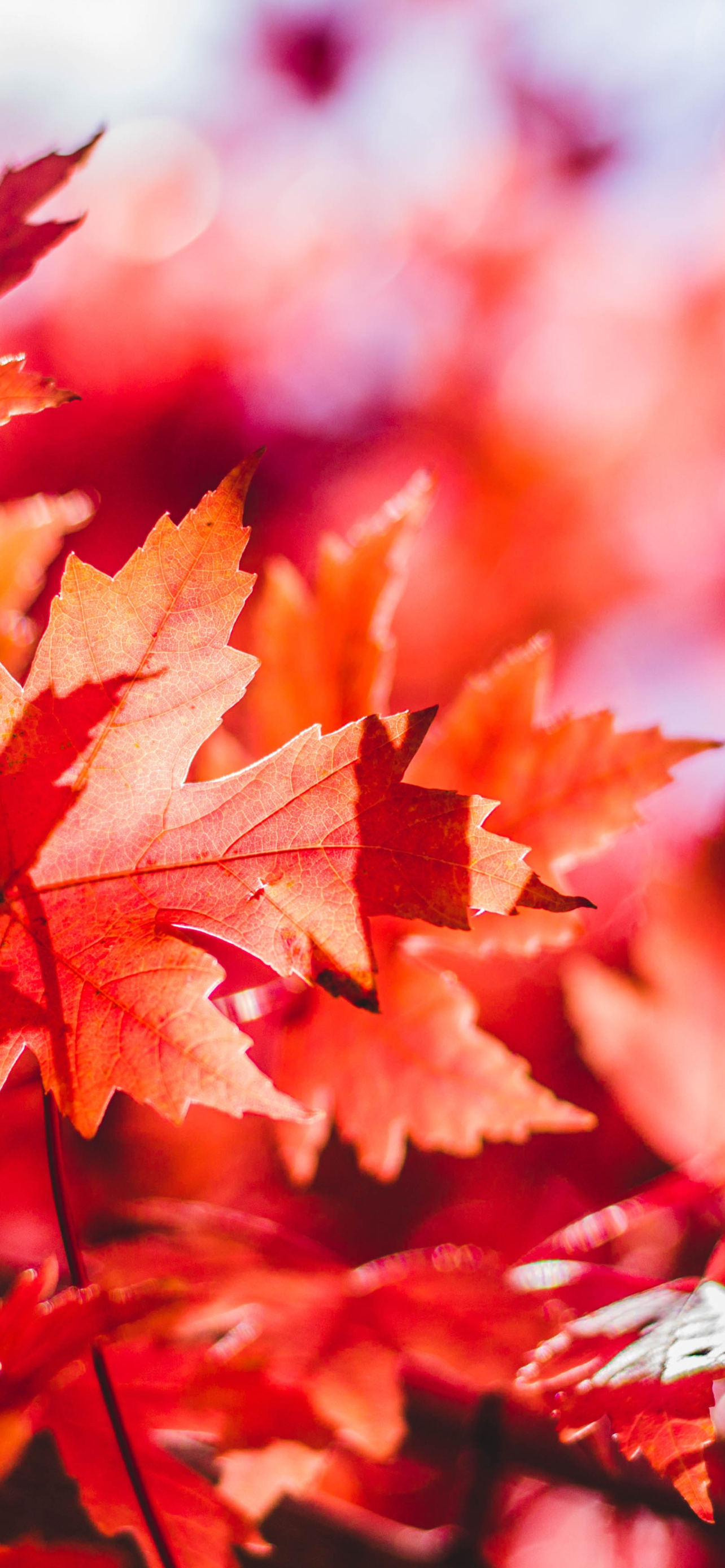 1290x2780 Colorful autumn iPhone wallpaper pack, Phone