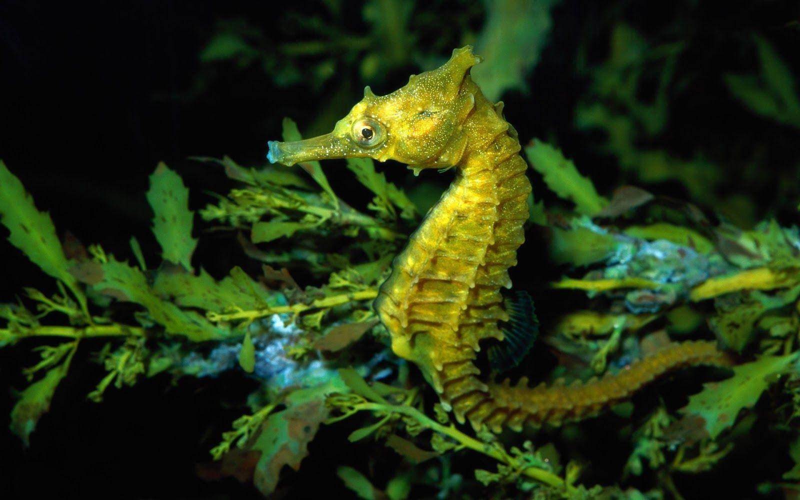 1600x1000 Sea Horse Wallpaper, Desktop