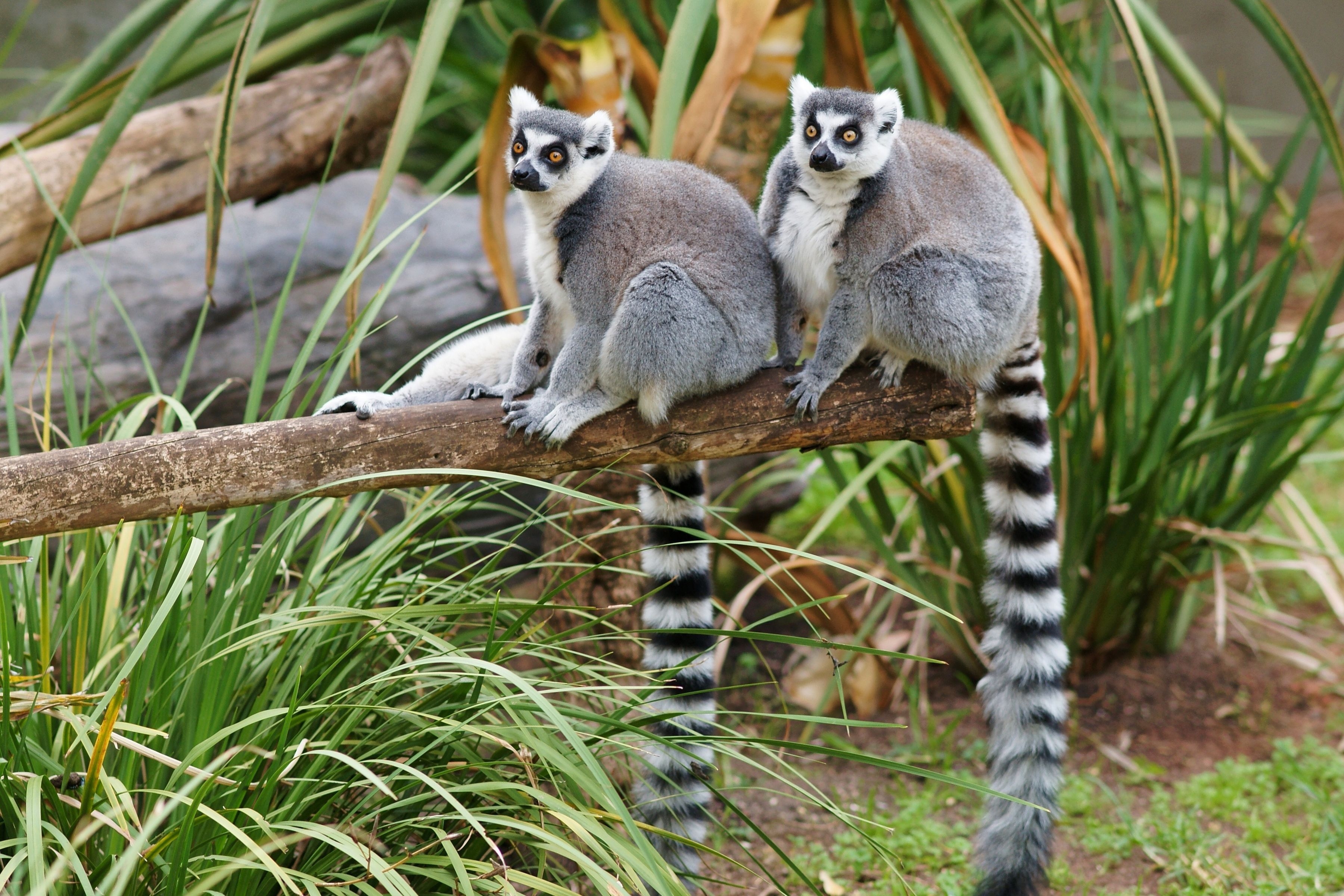 3600x2410 lemurs Wallpaper and Backgroundx1200, Desktop