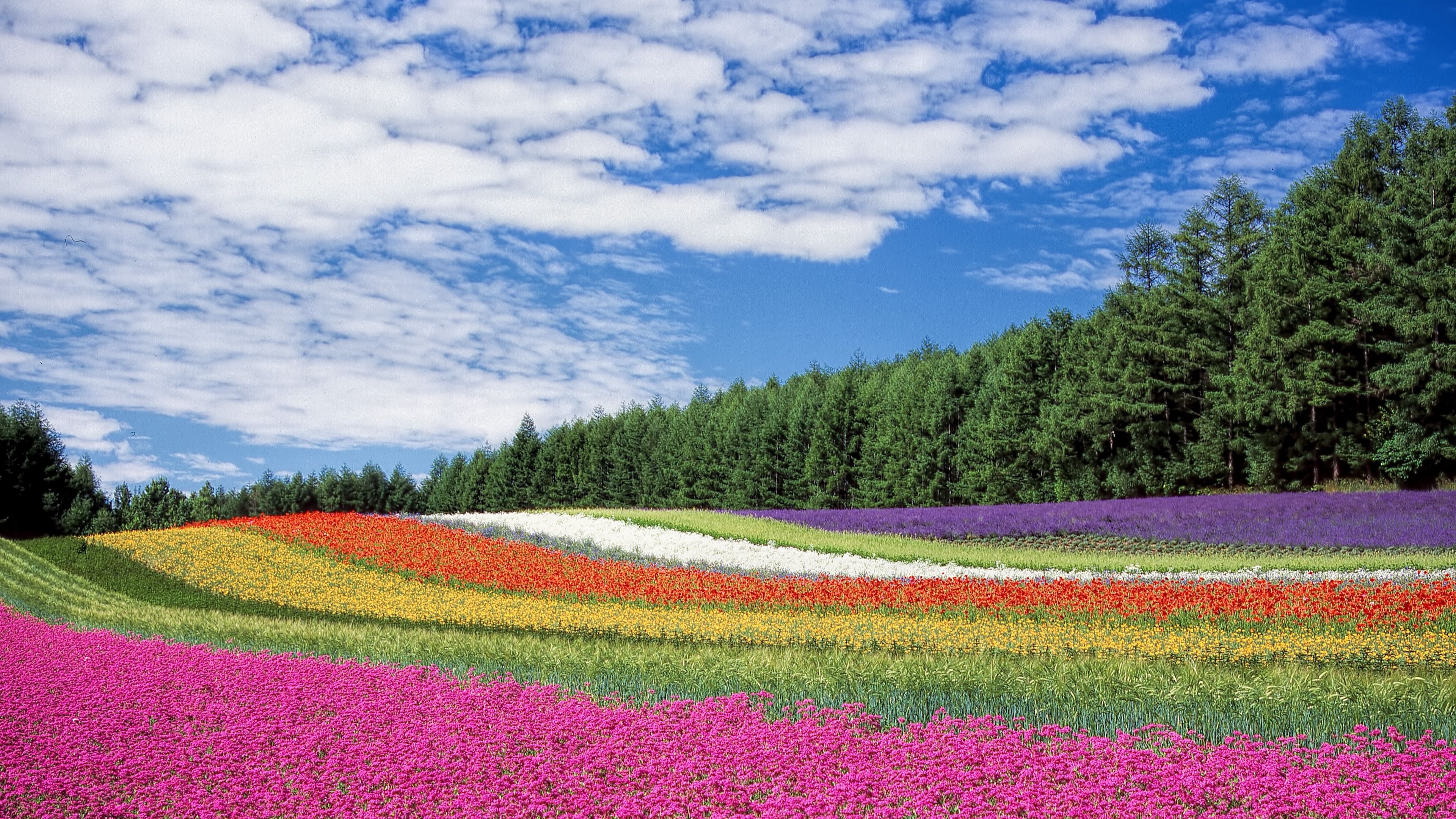 3840x2160 Download wallpaper  hokkaido, japan, flowers, field 4k uhd, Desktop