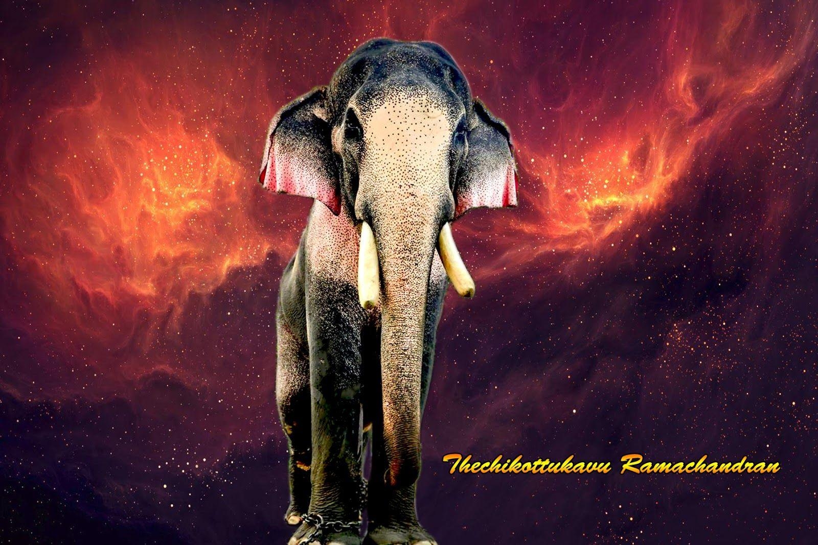 1600x1070 Kerala Elephant Wallpaper HD 1080p, Desktop