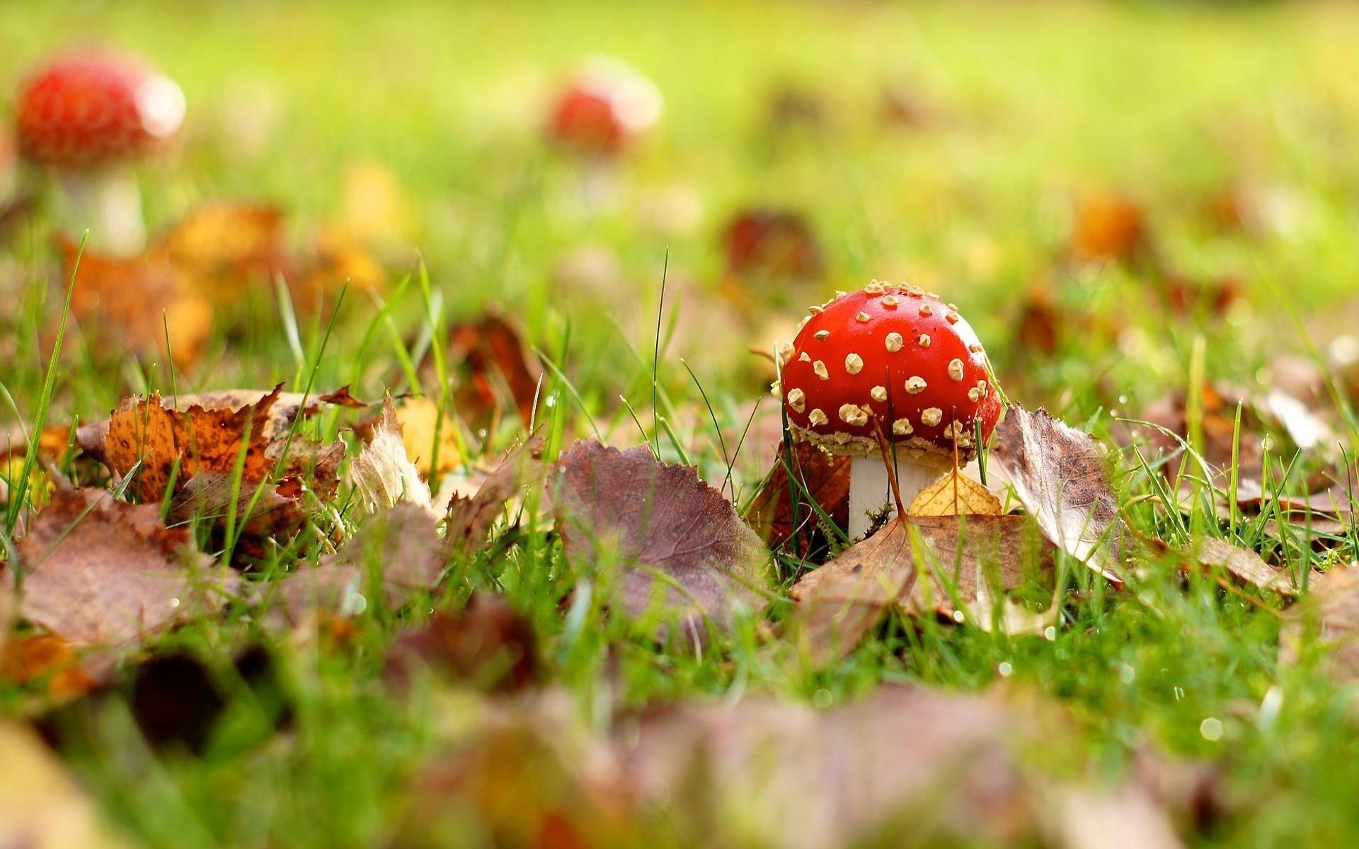 1920x1200 Fallen leaves mushrooms nature wallpaper, Desktop