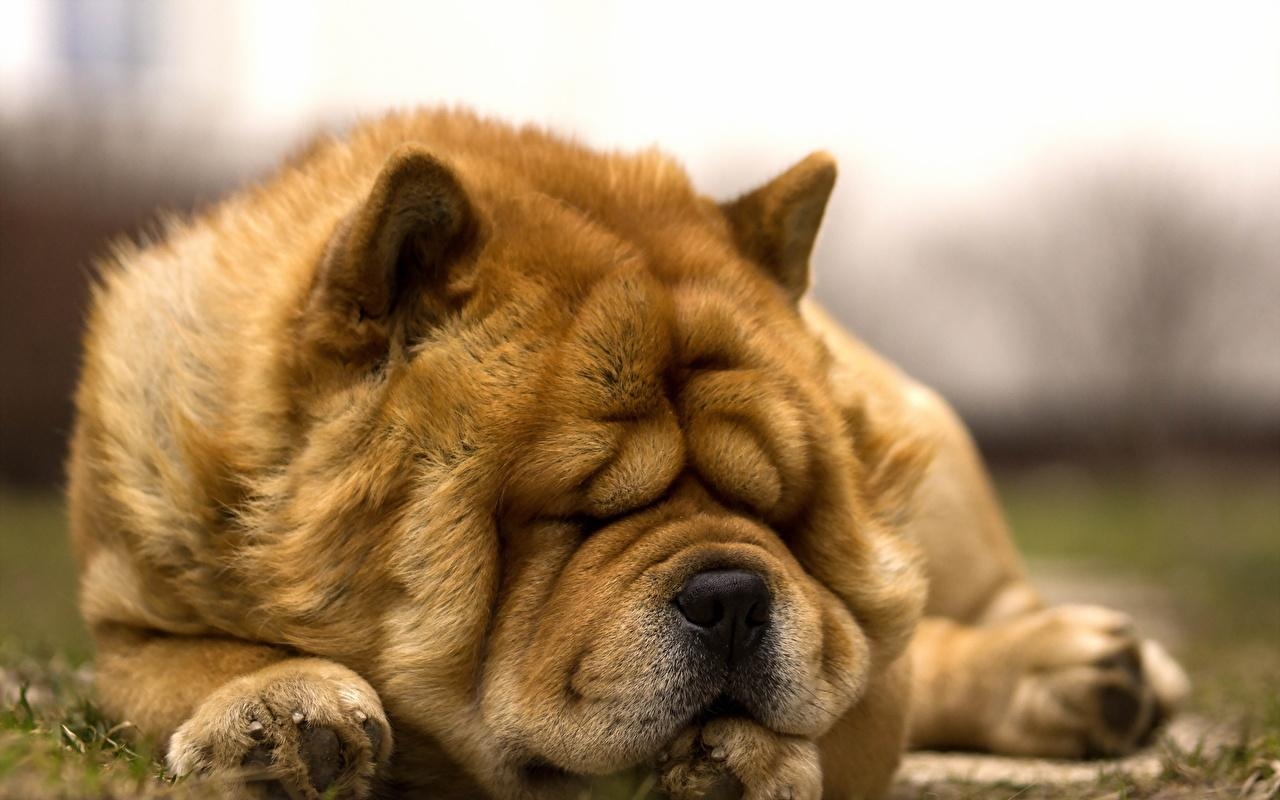 1280x800 Photos Chow Chow Dogs Sleep Ginger color Animals, Desktop