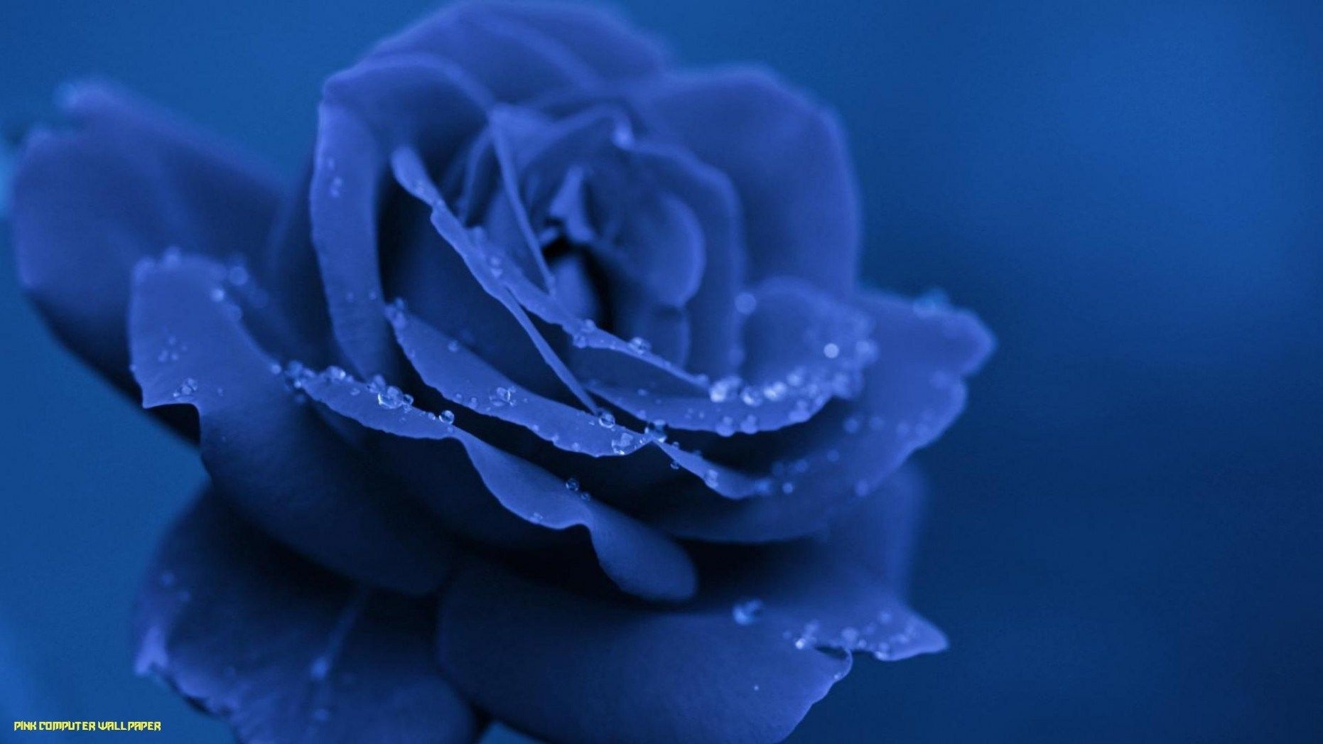 1870x1050 Blue Rose Wallpaper Image Photo Picture Background, Desktop