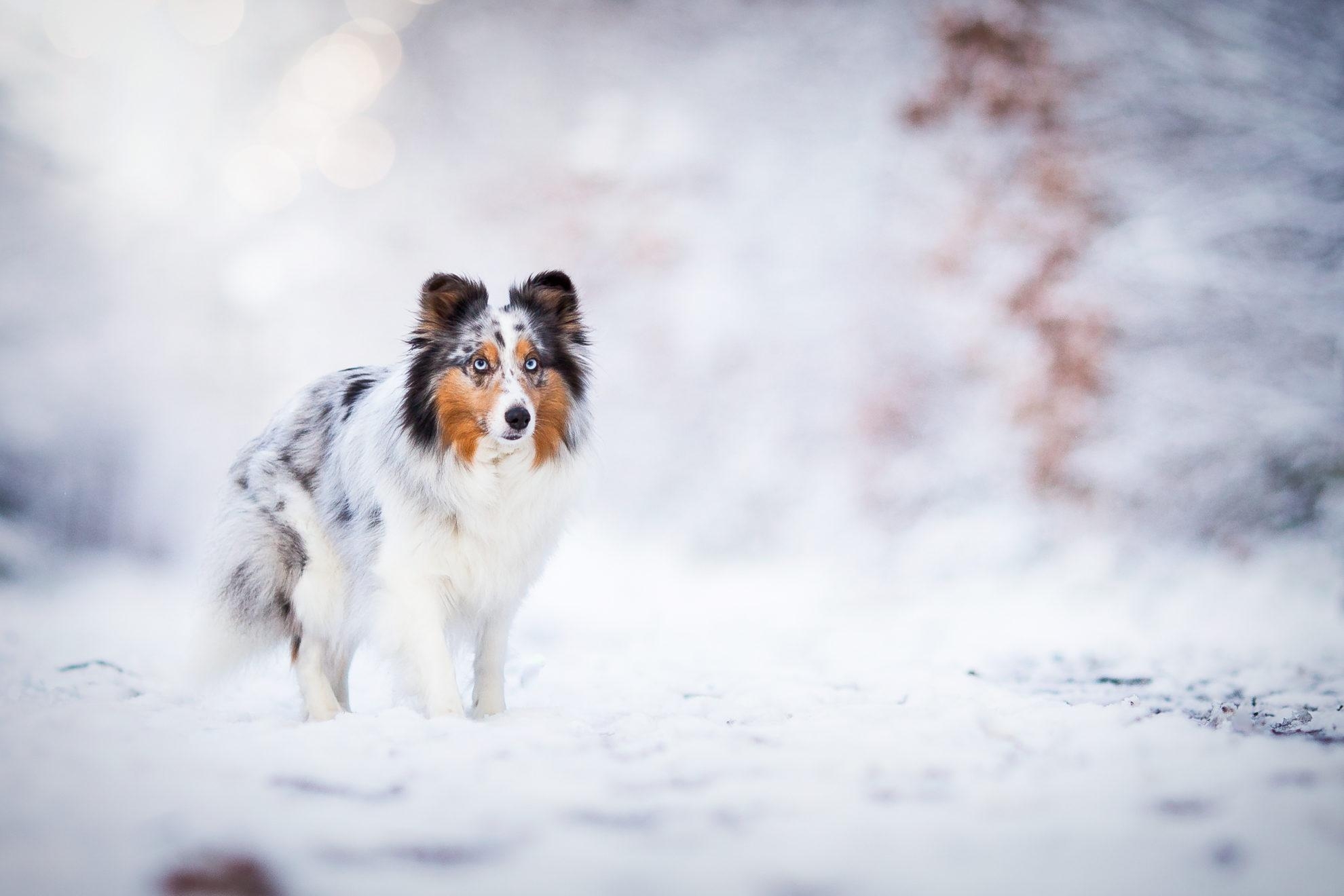 1980x1320 My Winter Dogs HD Wallpaper New Tab Theme, Desktop