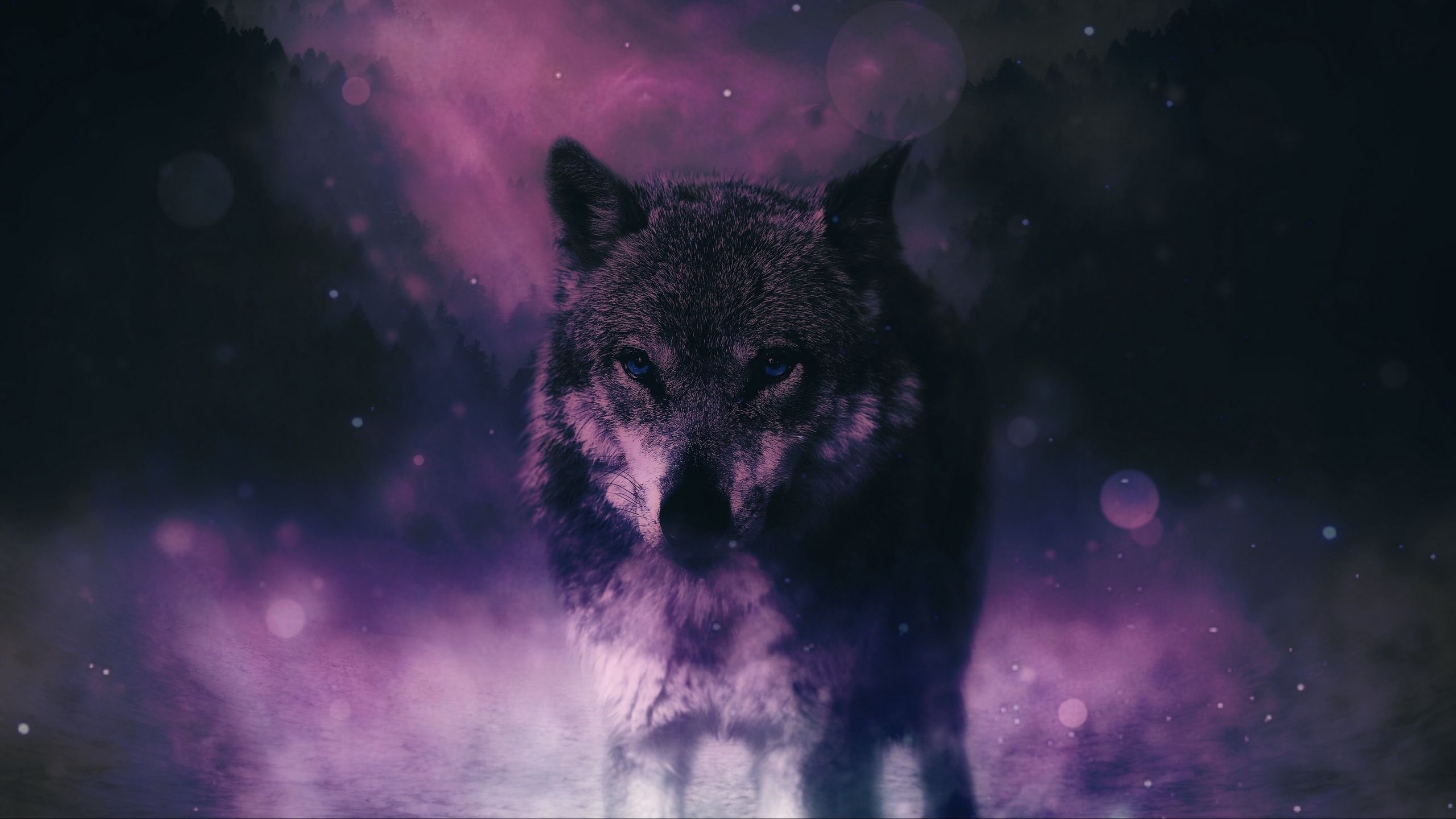 2560x1440 Wolf Wallpaper Purple, Desktop