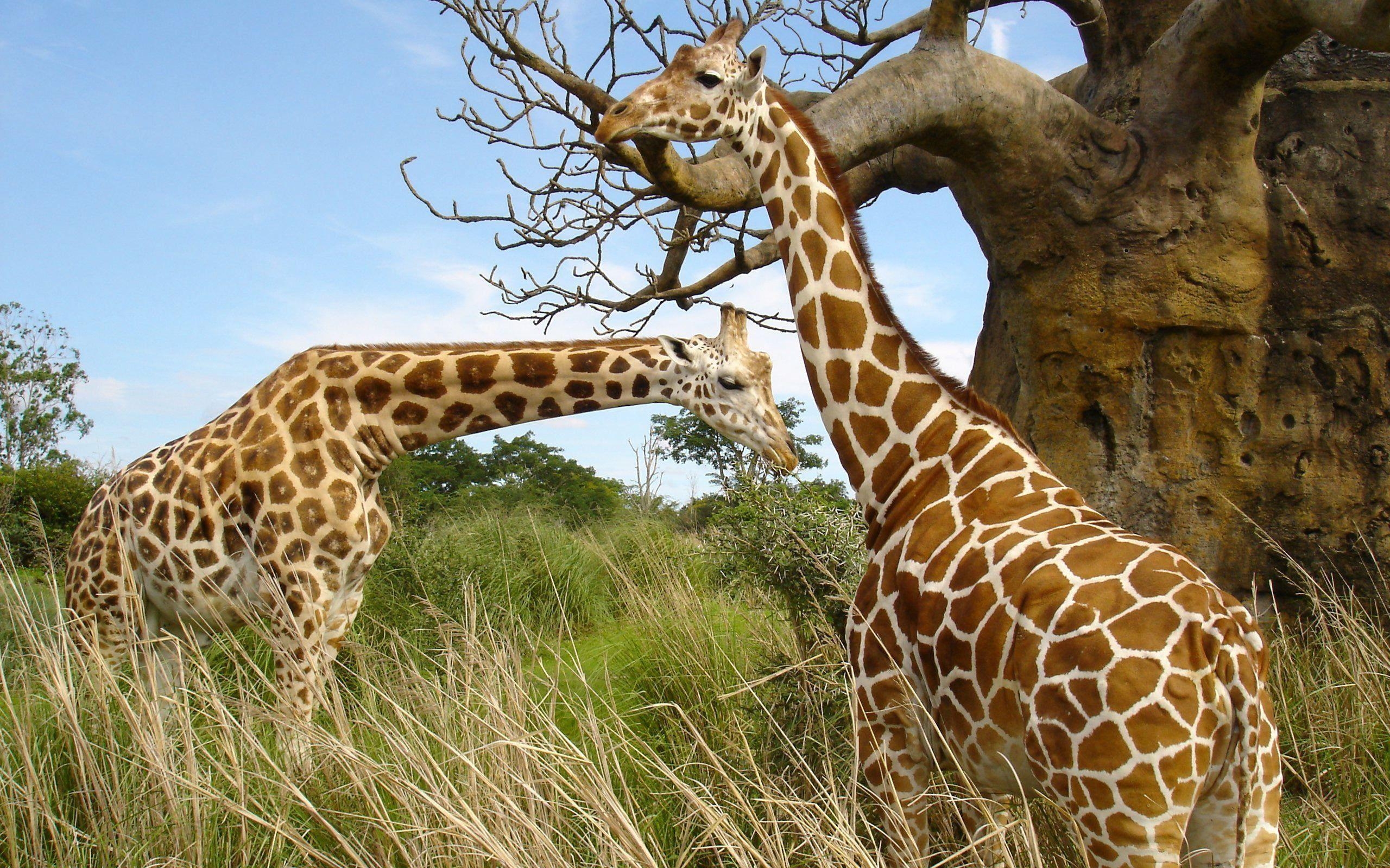2560x1600 African Giraffe HQ (2560×1600). WILDLIFE, Desktop