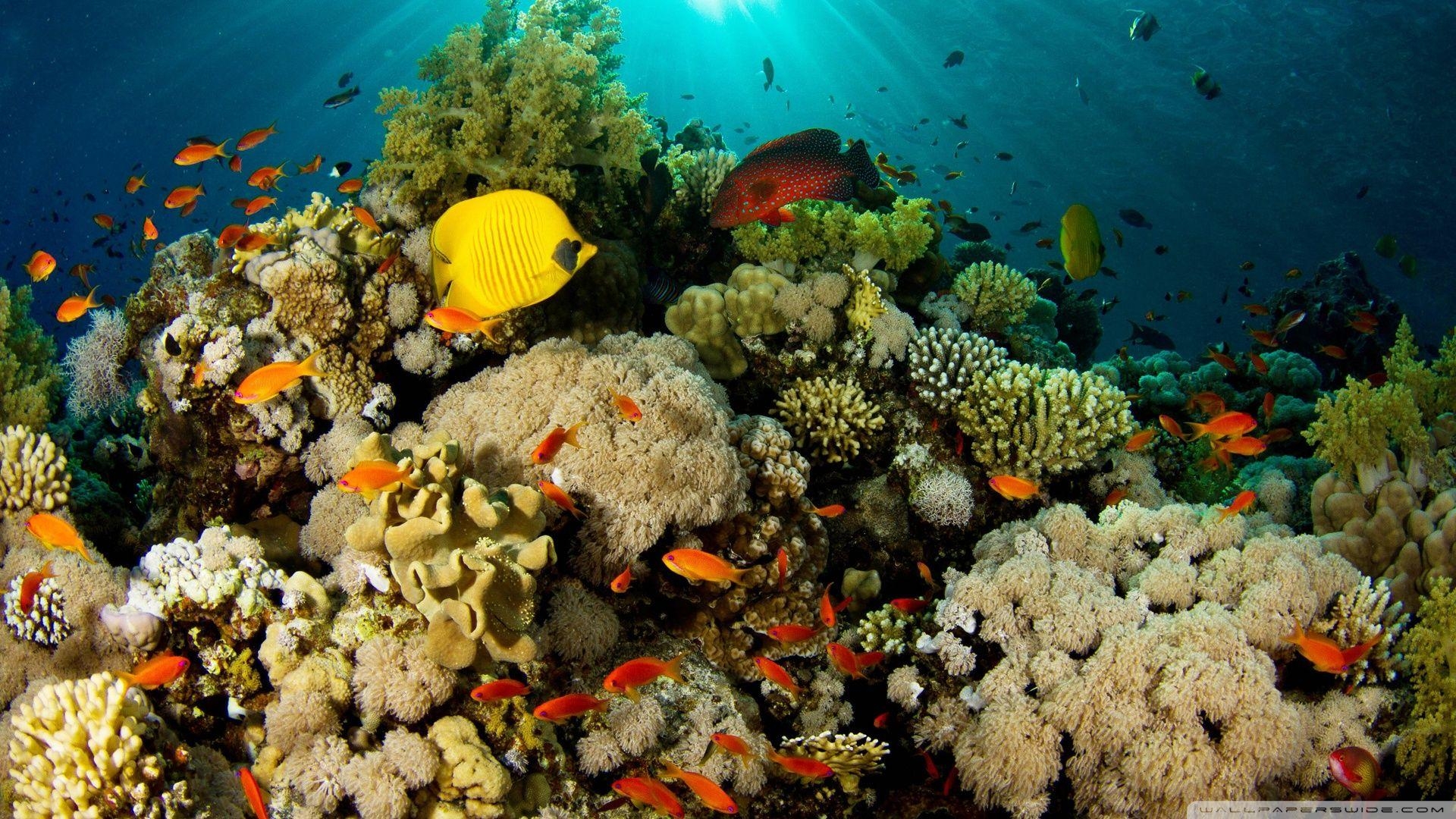 1920x1080 Coral Reef ❤ 4K HD Desktop Wallpaper for 4K Ultra HD TV • Wide, Desktop