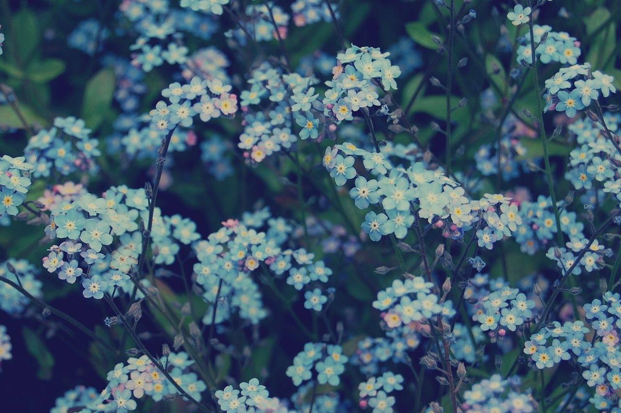 1280x860 Blue Flower Aesthetic Desktop Wallpaper, Desktop