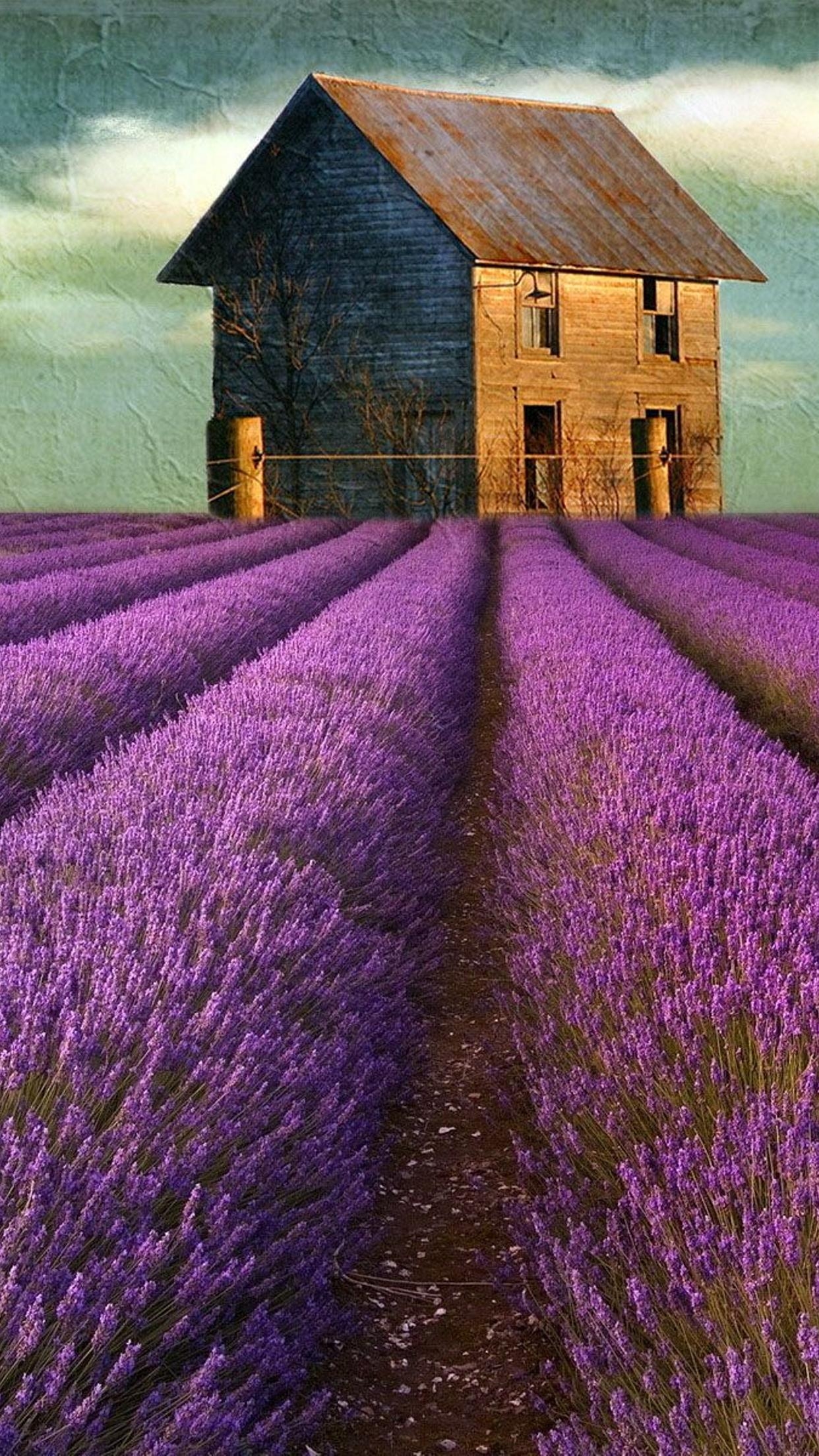 1250x2210 Beautiful painting of Lavender field and house in the back, Phone