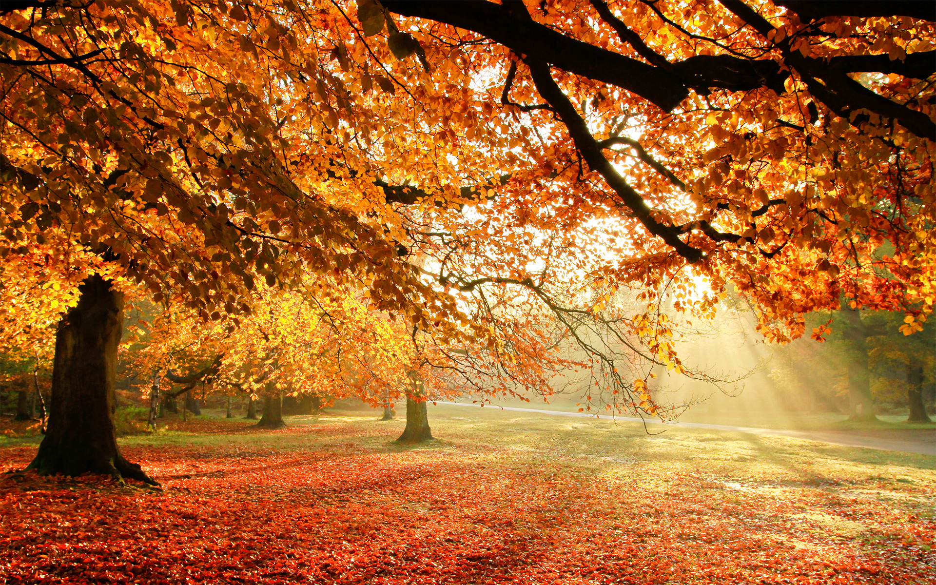 1920x1200 Autumn Trees Sun Light Wallpaper and Free, Desktop