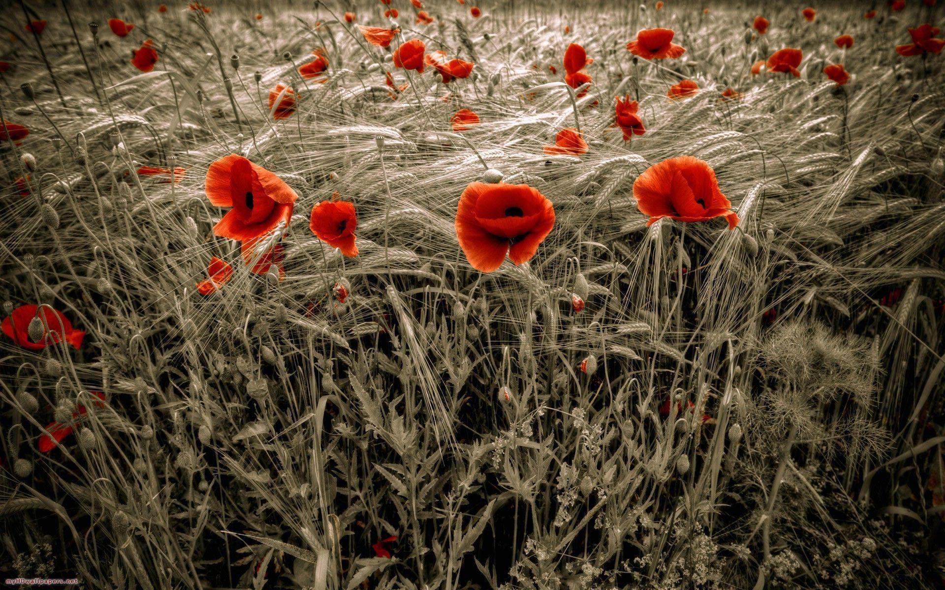 1920x1200 Most Downloaded Poppy Wallpaper Full HD, Desktop