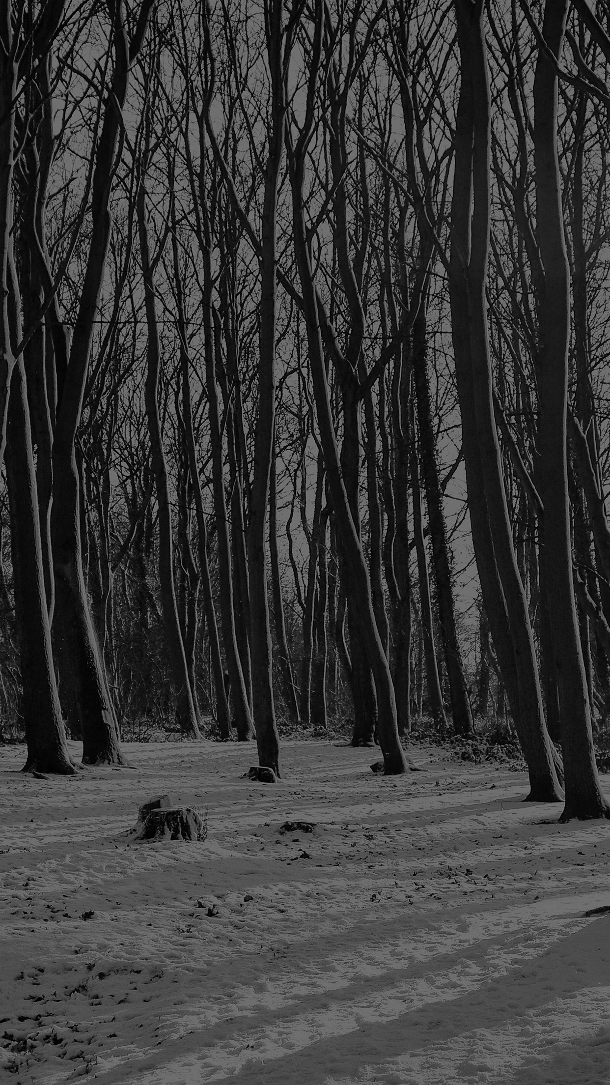 1250x2210 cold winter forest snow nature mountain dark bw, Phone