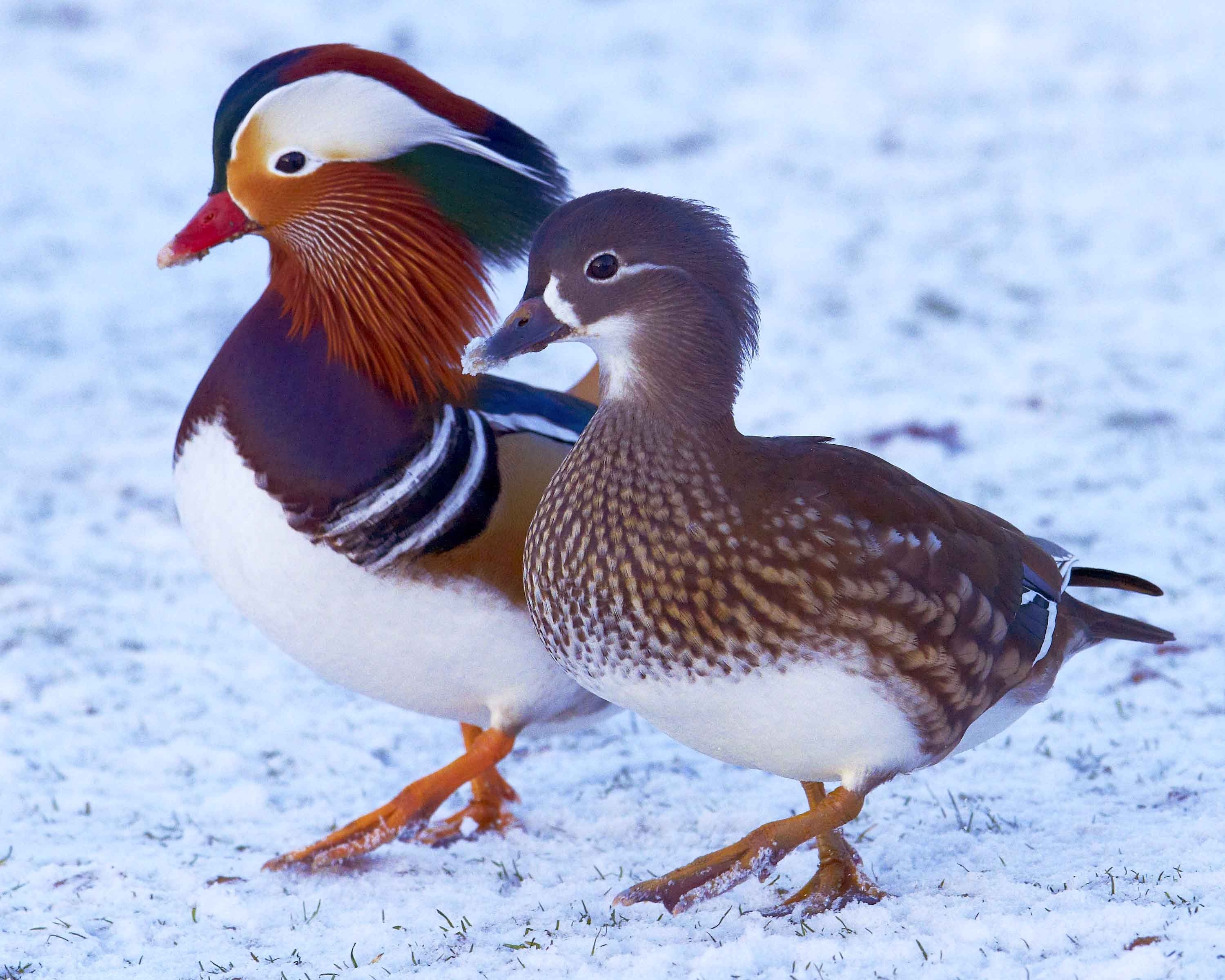 3000x2400 MANDARIN DUCK bird ducks (44) wallpaperx2400, Desktop