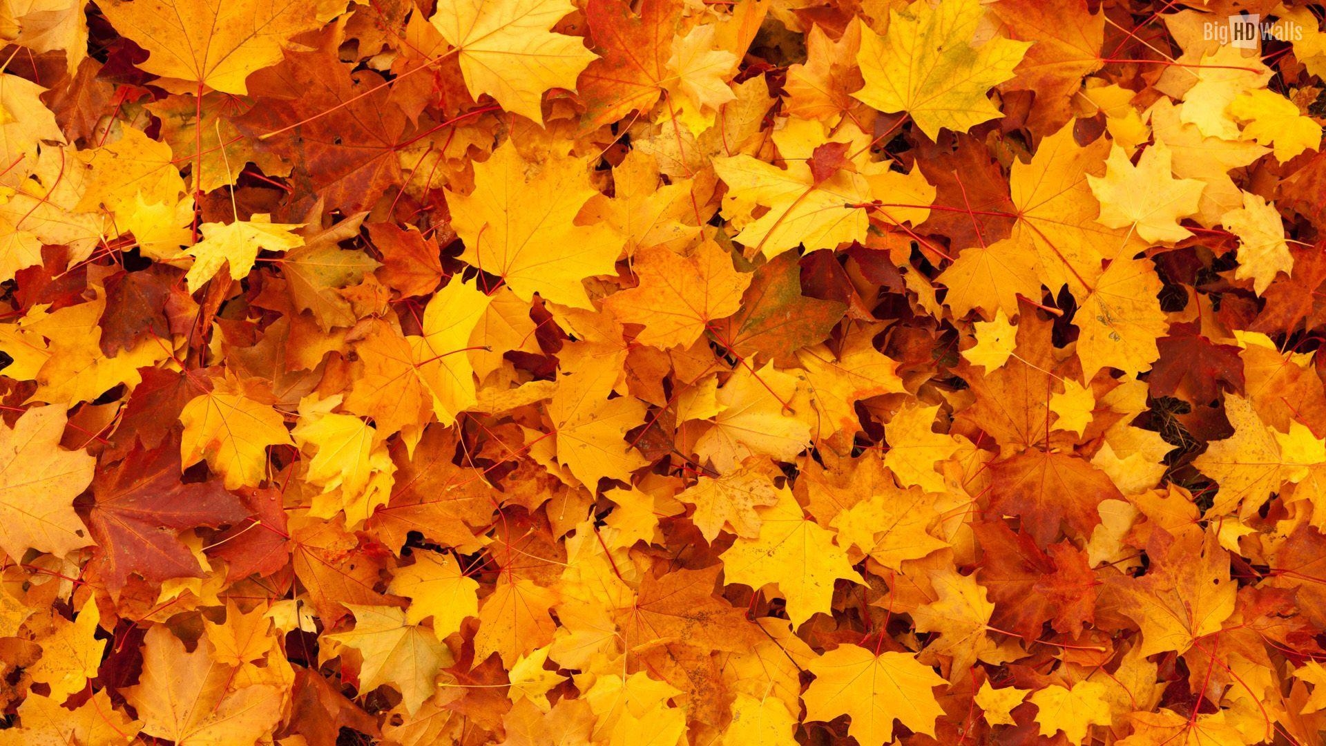 1920x1080 Free download As the leaves turn orange yellow and gold it, Desktop