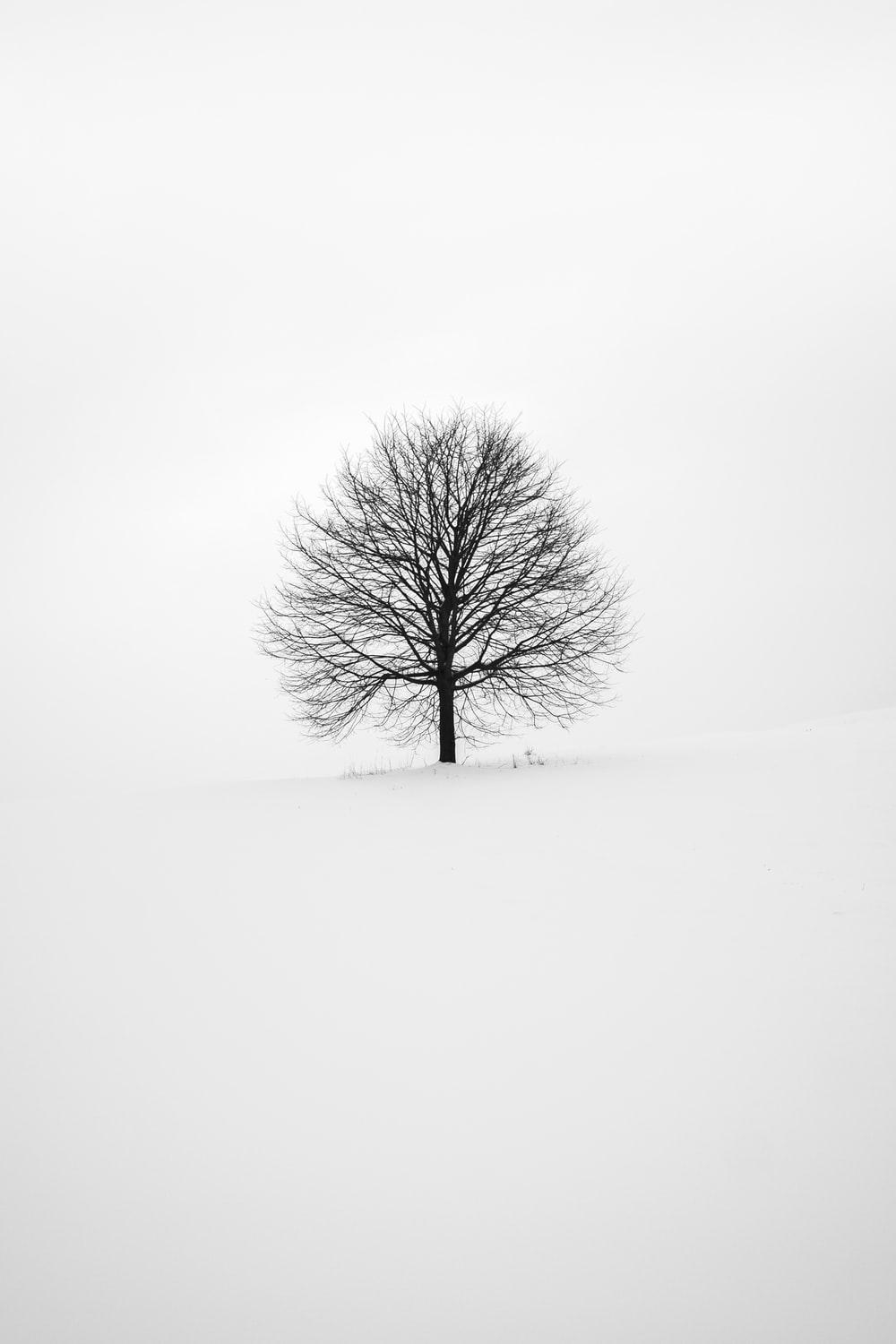 1000x1500 White Wallpaper: Free HD Download [HQ], Phone