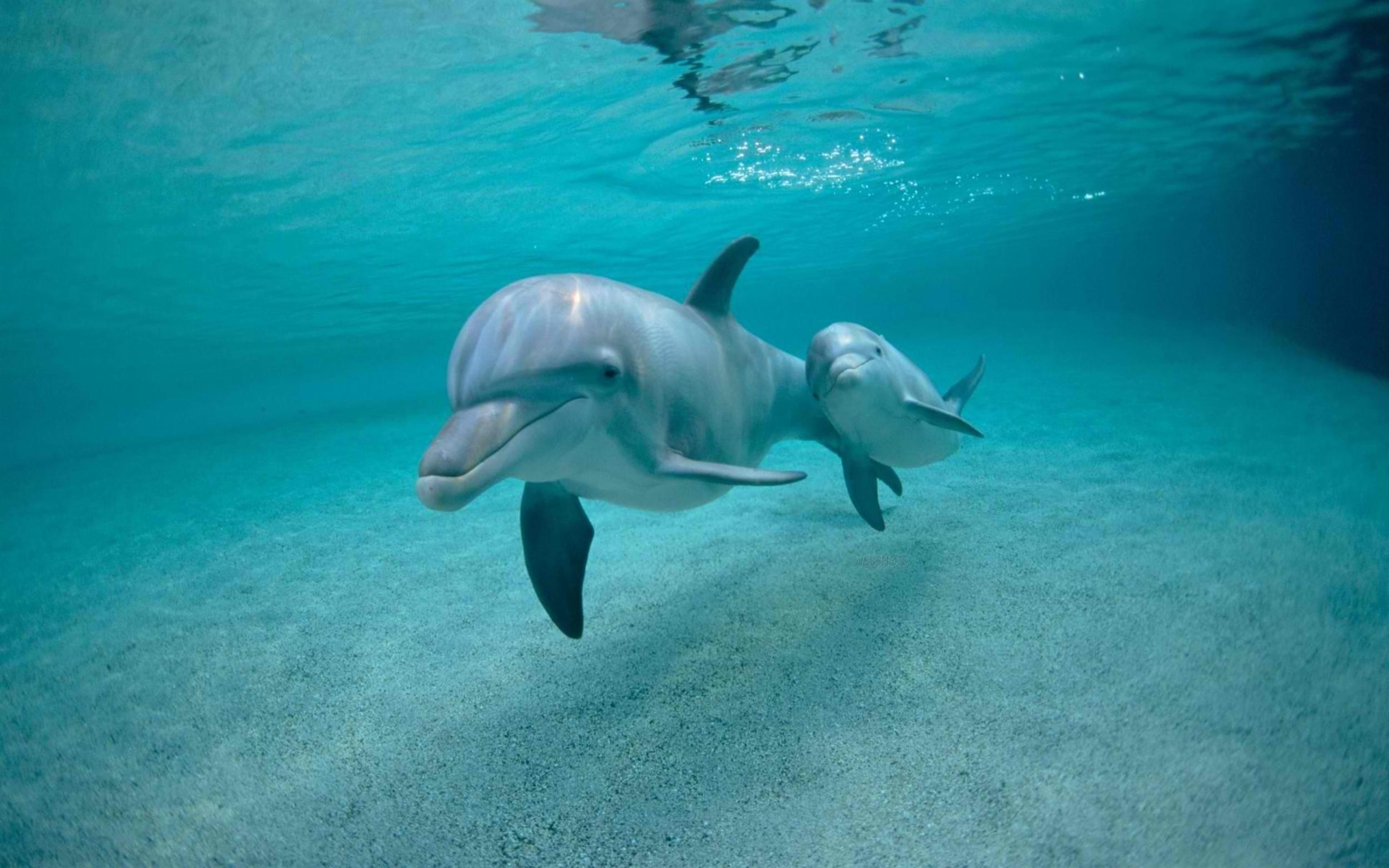 2500x1570 Baby Dolphins Wallpaper, Desktop