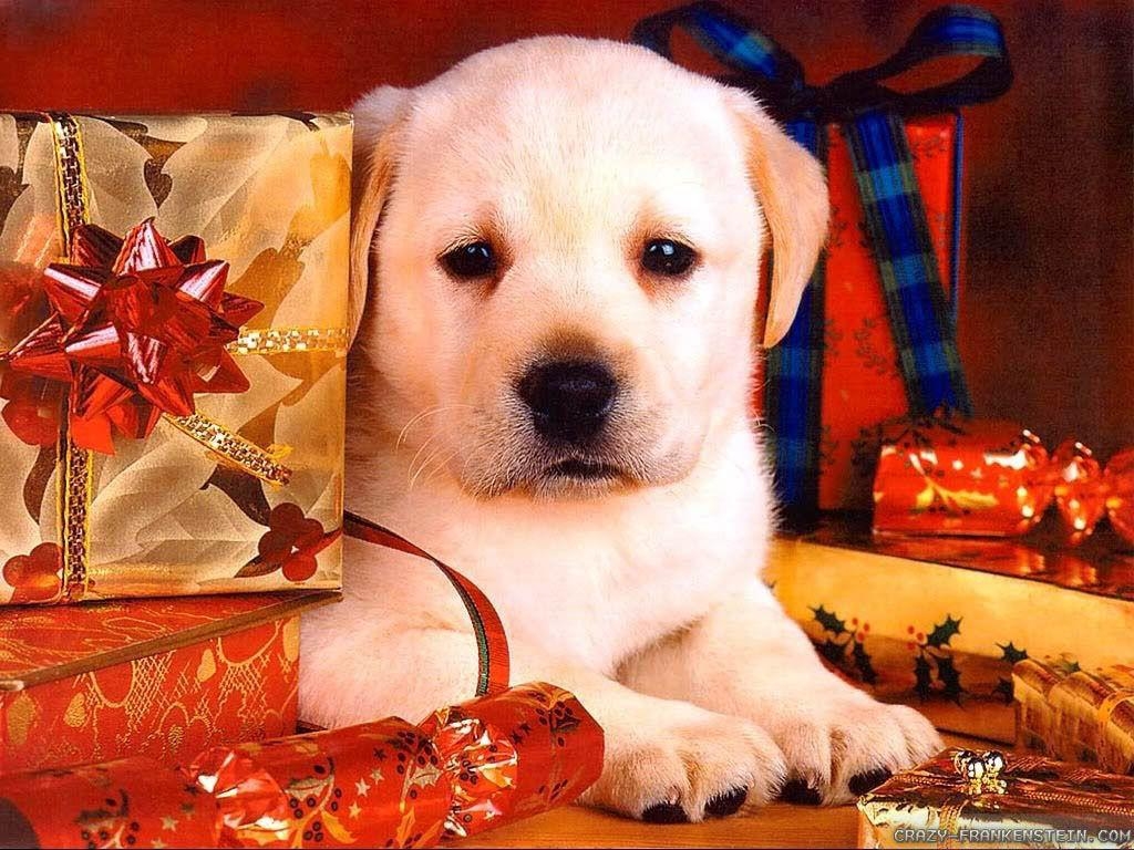 1030x770 Christmas Puppies HD Wallpaper, Background Image, Desktop