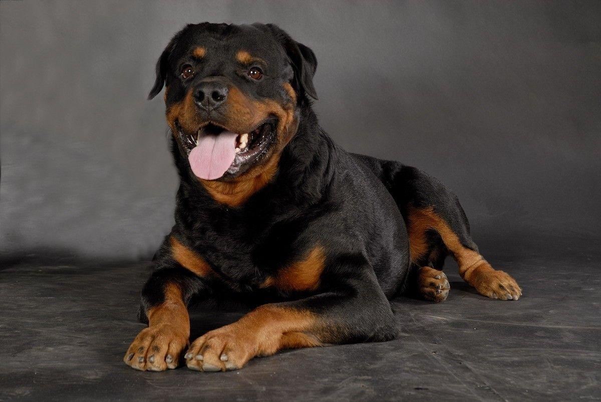 1200x810 Rottweiler Dog HD Wallpaper. Rottweiler Top Photo, Desktop