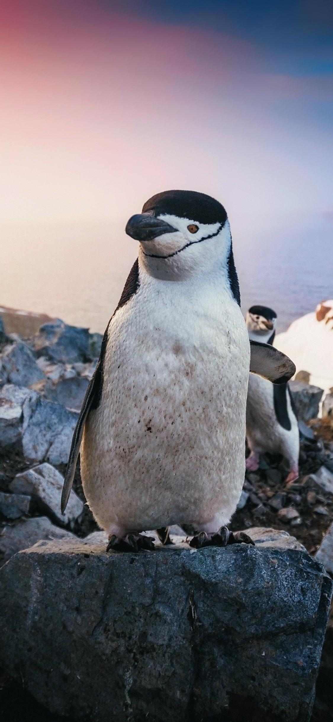 1130x2440 Wallpaper Penguins, Ios, Bird, Penguin, Phone