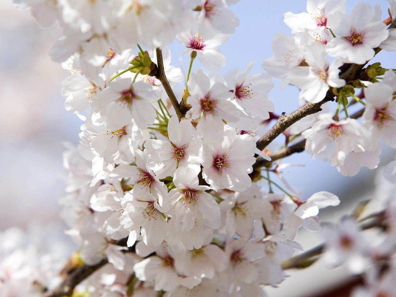 1600x1200 Cherry Blossoms Wallpaper Flowers Nature Wallpaper in jpg format, Desktop