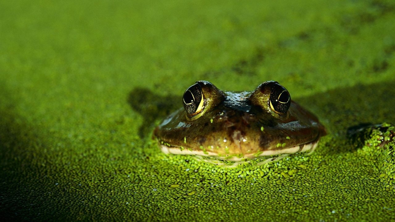 1280x720 Wallpaper frog, toad, green hd, picture, image, Desktop