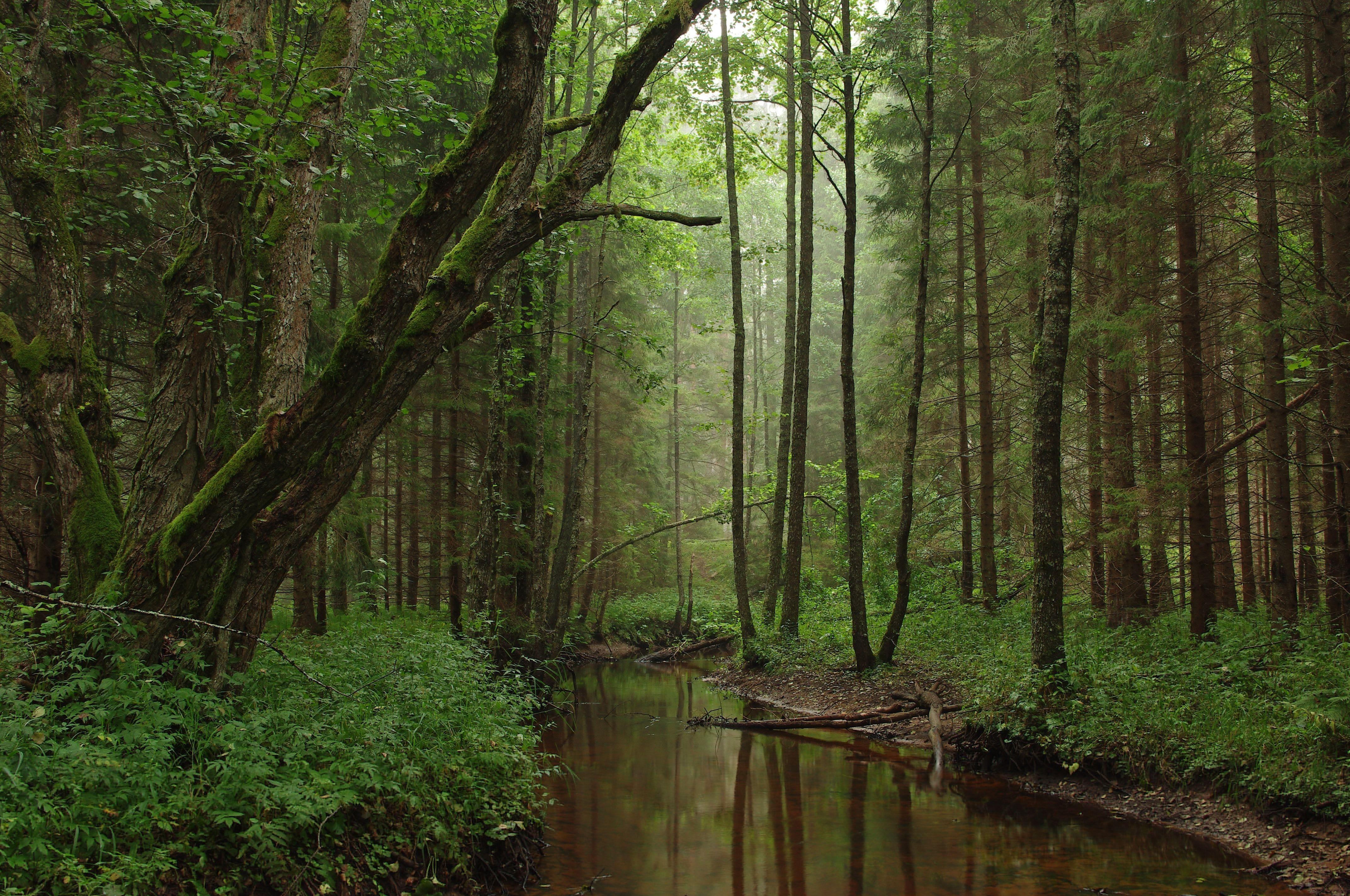 4290x2850 Korvemaa nature park in estonia wallpaper, Desktop