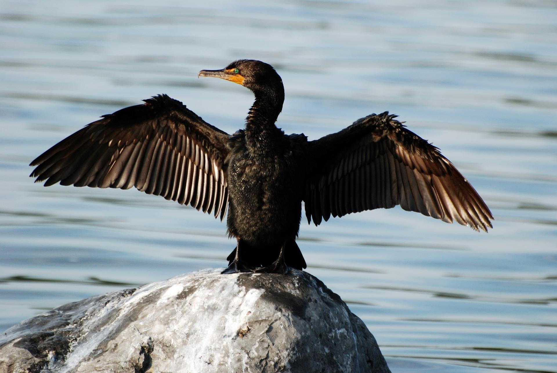 1920x1290 Cormorant Wallpaper HD for Android, Desktop