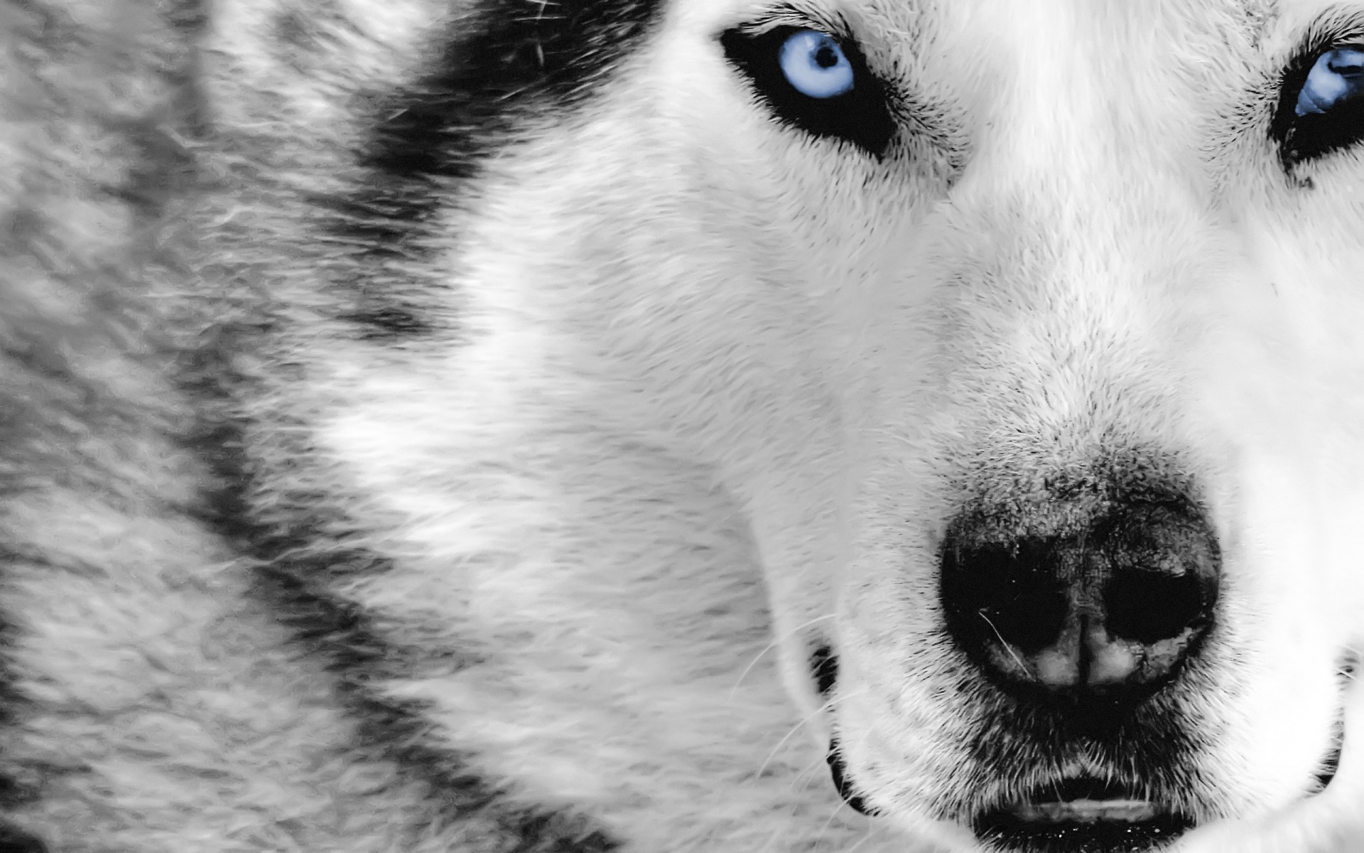 1920x1200 Mystic, wolf, animals, Desktop