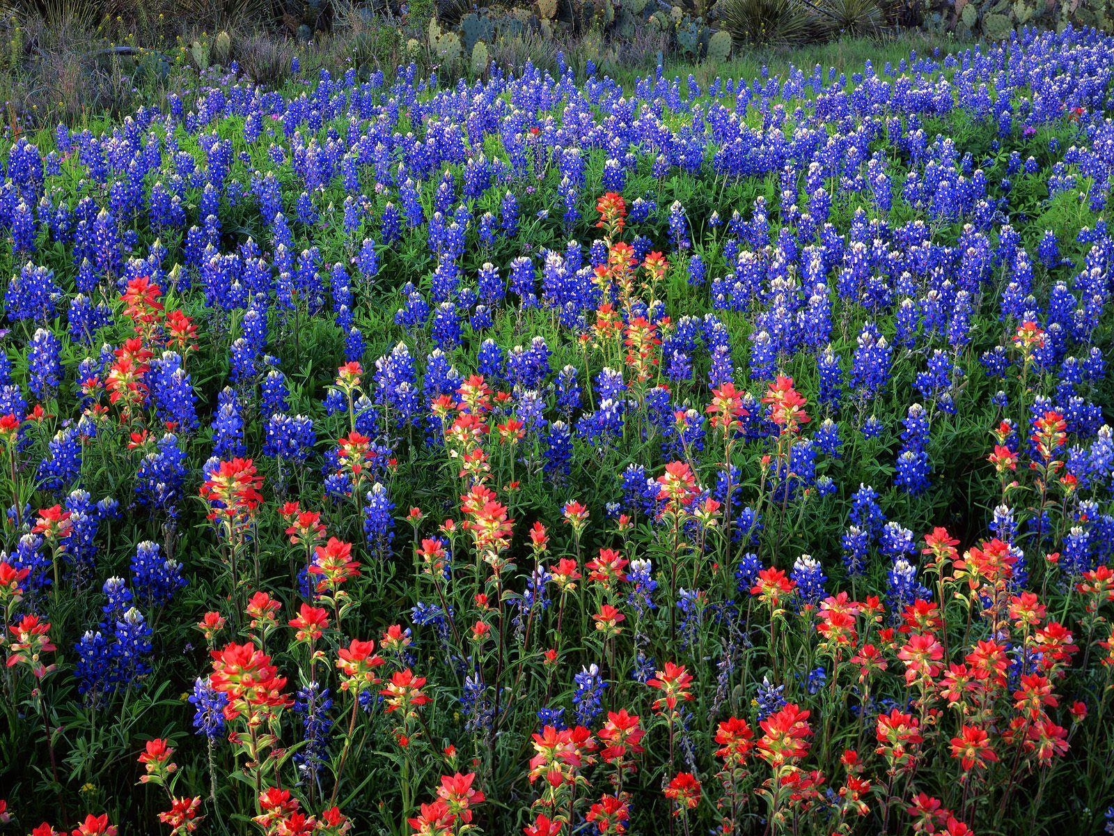 1600x1200 Free Texas Bluebonnet Wallpaper, Desktop