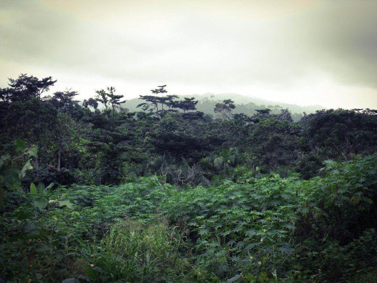 1200x900 Congo Wallpaper, Desktop