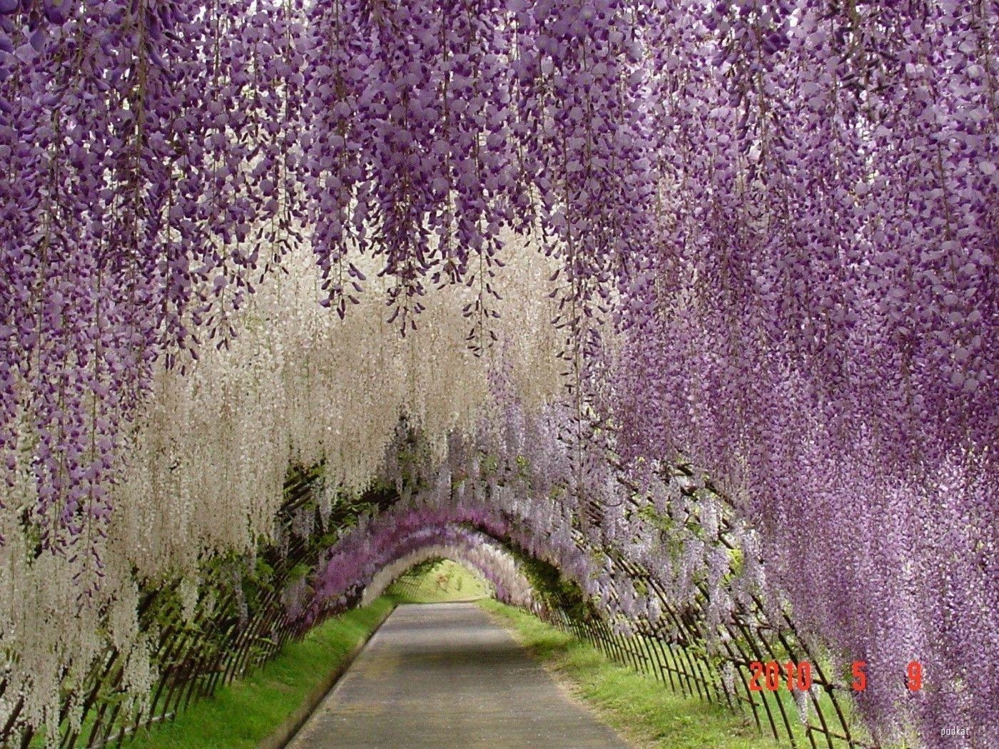 1400x1050 The Wisteria Tunnel wallpaper, Desktop