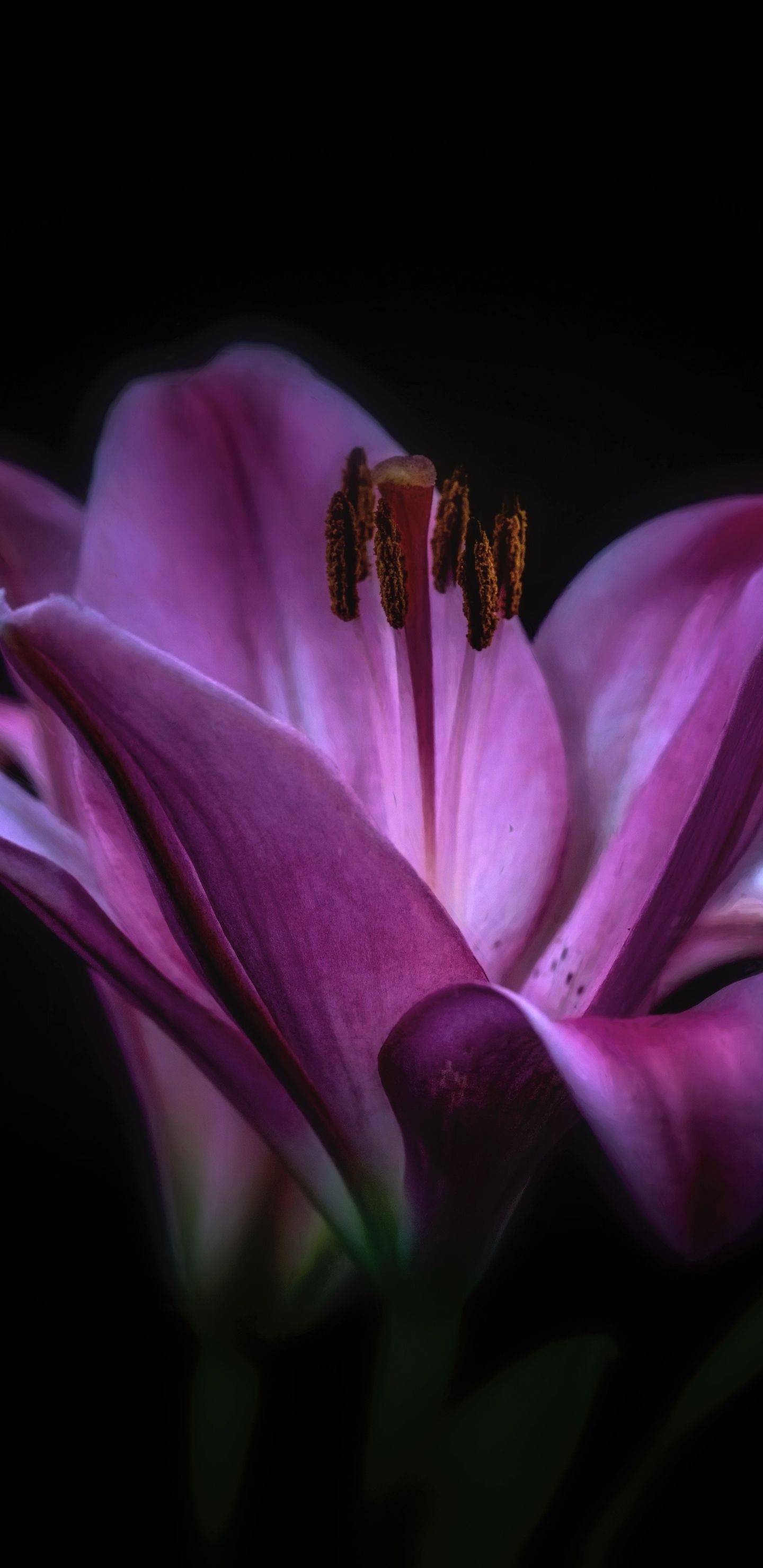 1440x2960 Earth Lily () Wallpaper, Phone