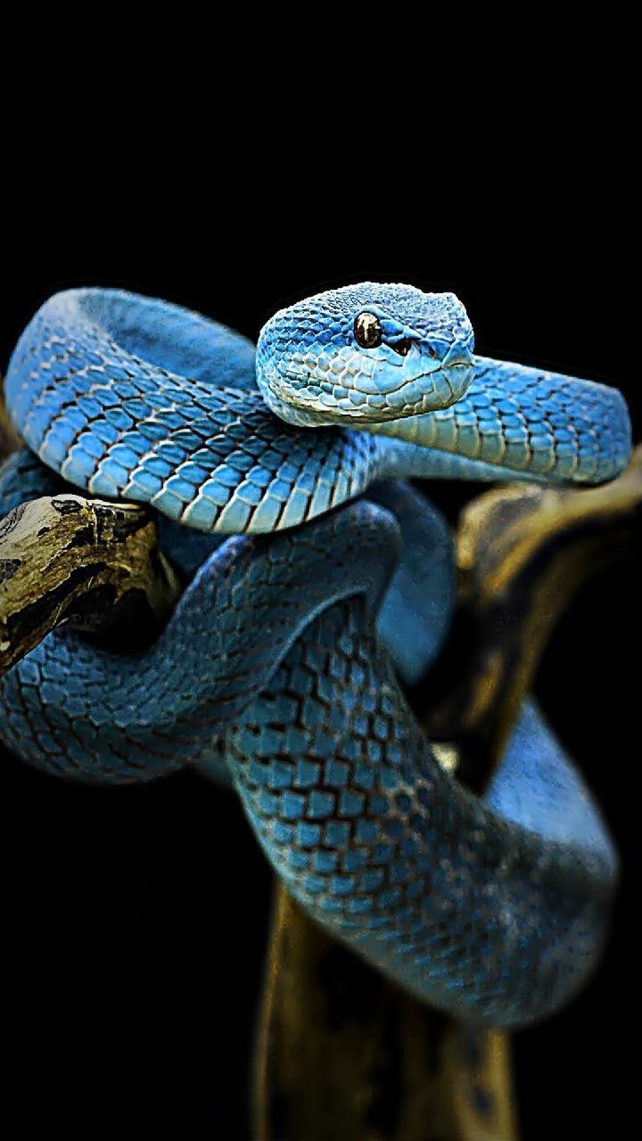 720x1280 Download blue snake Wallpaper, Phone