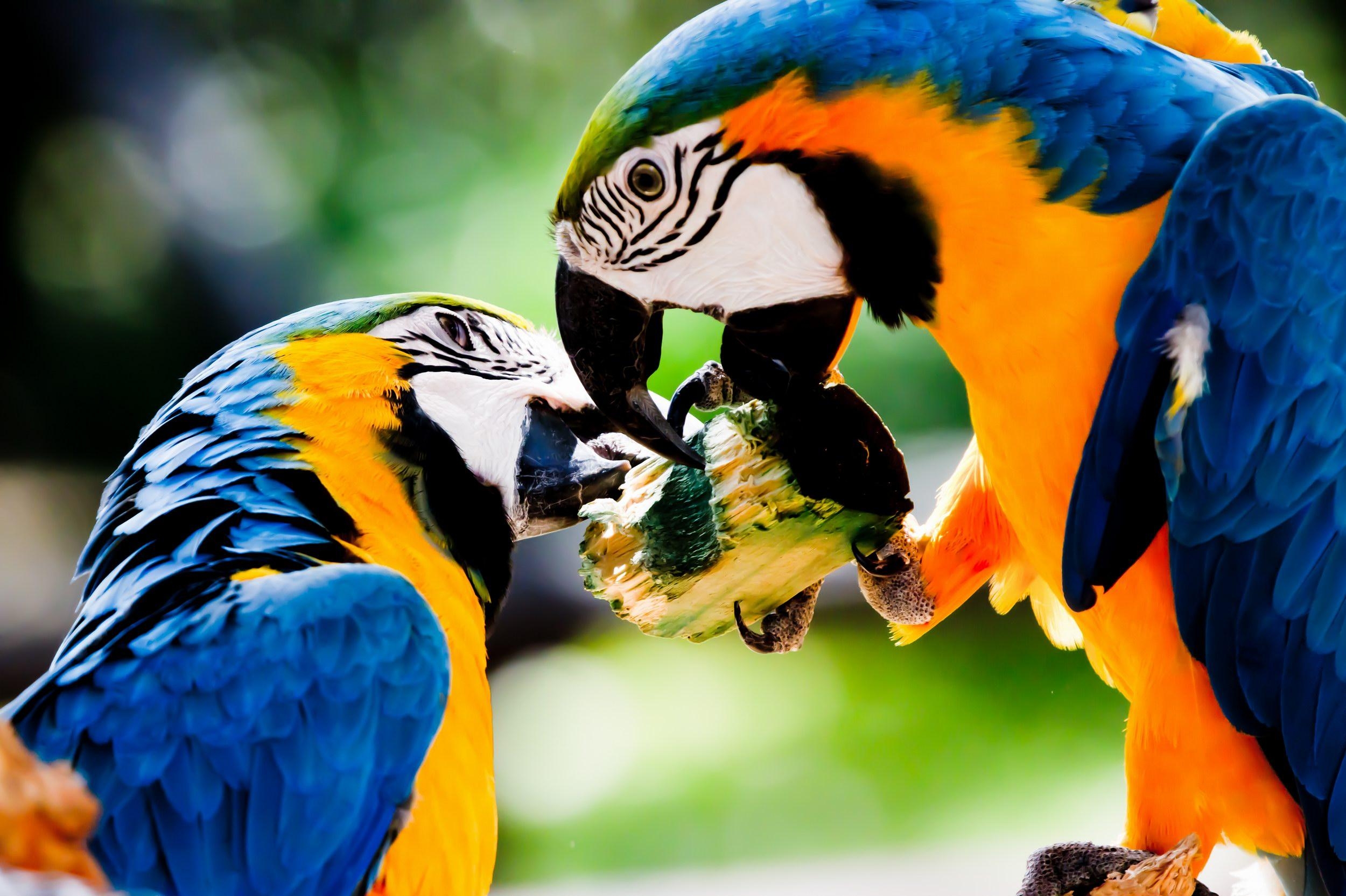 2500x1670 Blue And Yellow Macaw Wallpaper 24 X 1666, Desktop