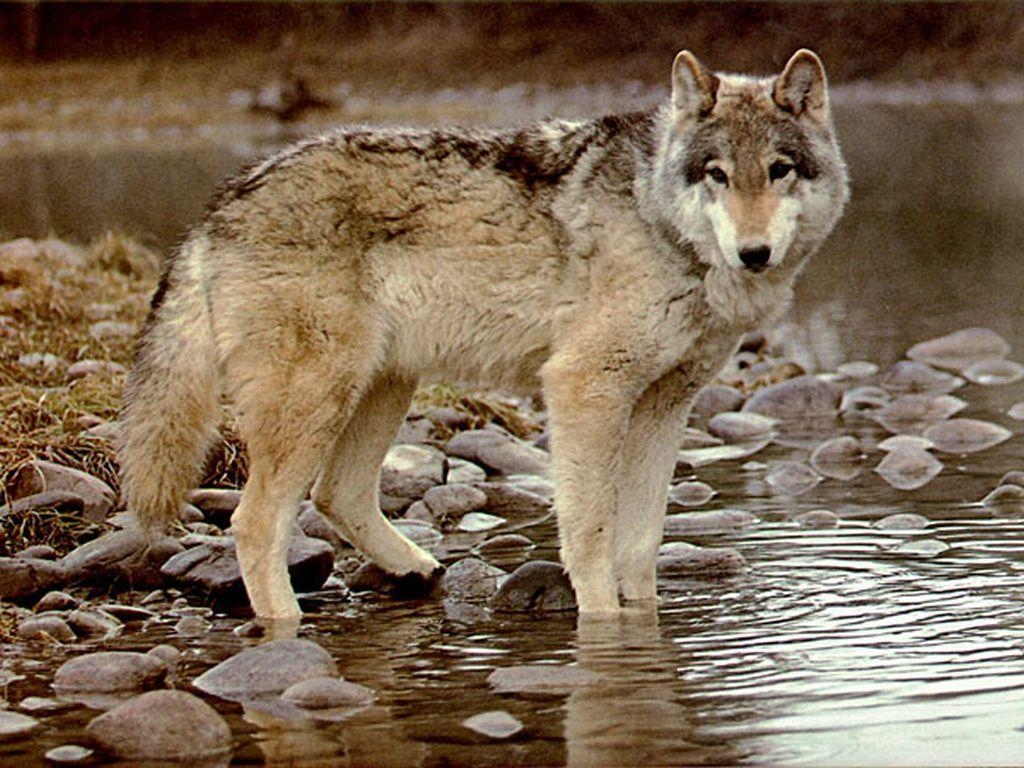 1030x770 Timber Wolf HD Wallpaper Wallpaper Inn, Desktop