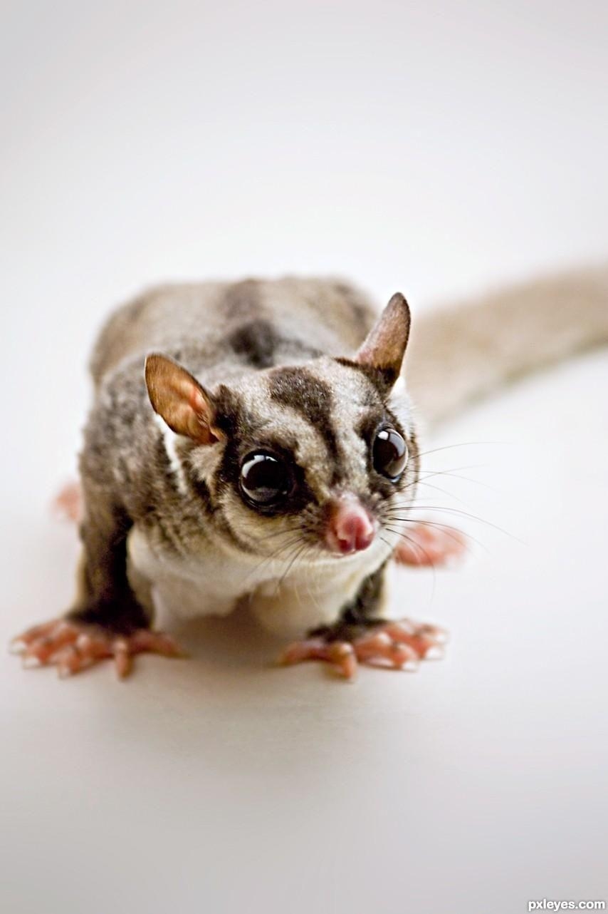 860x1290 Are Sugar Gliders Good Pets? This is Human Relations You Must Know, Phone