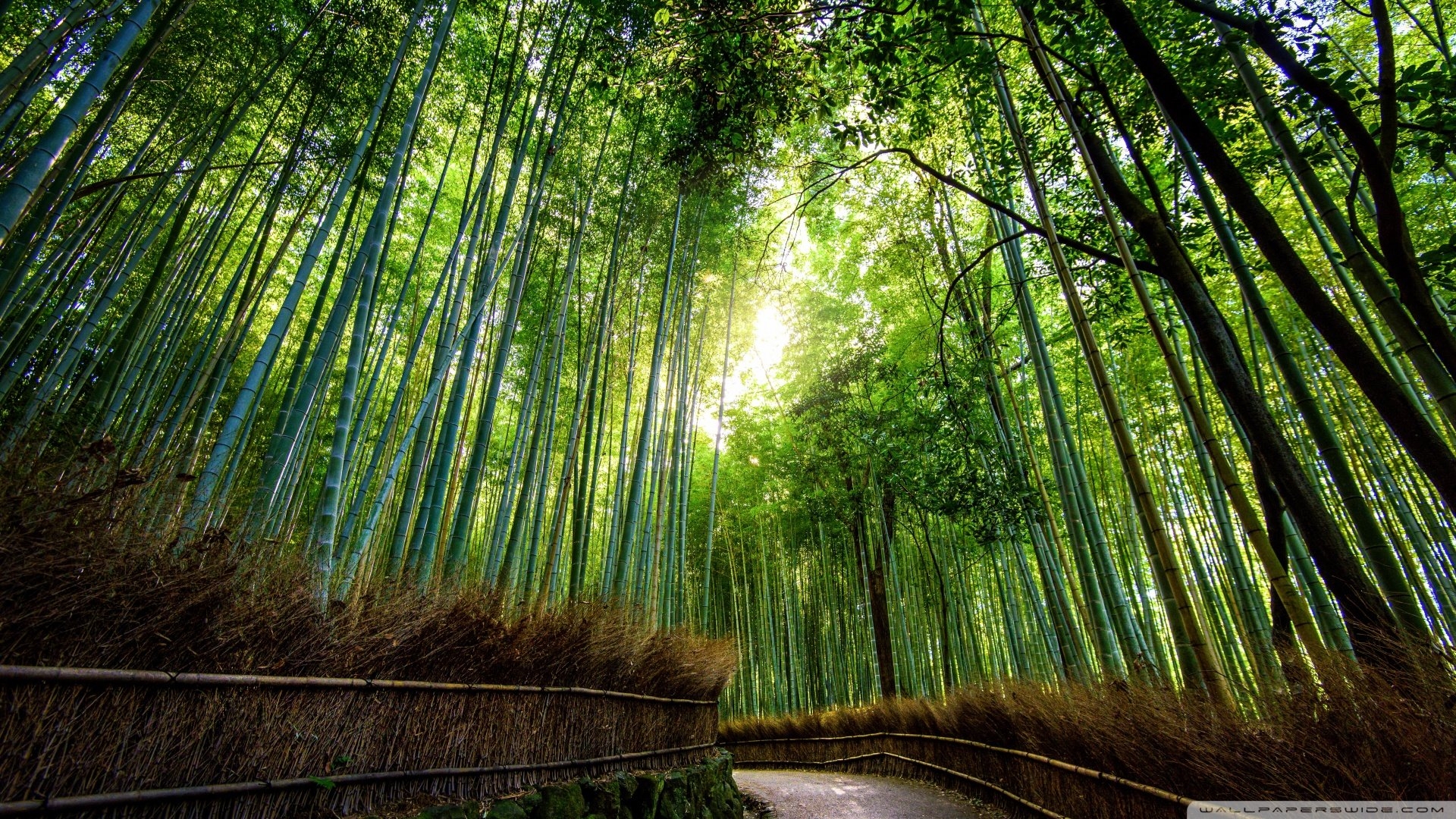 1920x1080 Quality Abraham Jefferson, Arashiyama Bamboo Forest in Kyoto, Japan, Desktop