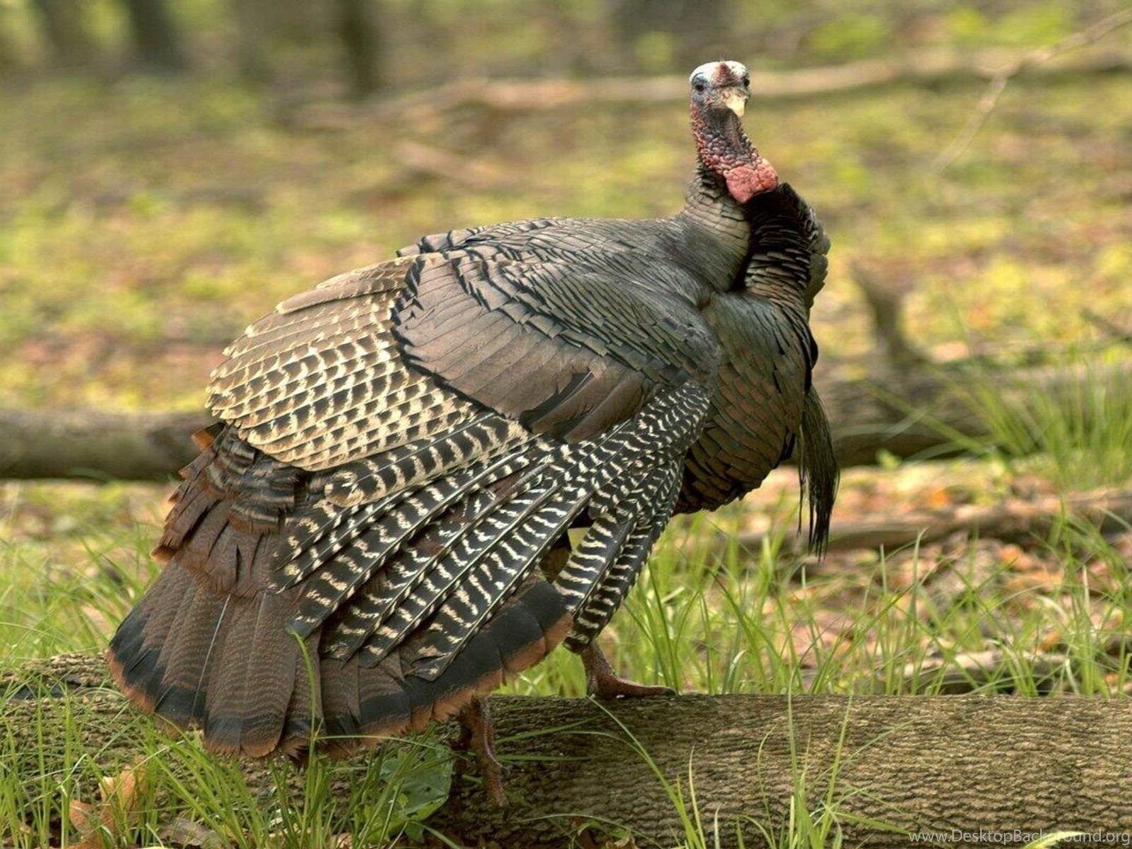 1600x1200 Wild Turkey In Its Natural Habitat Wallpaper Photo. Desktop Background, Desktop