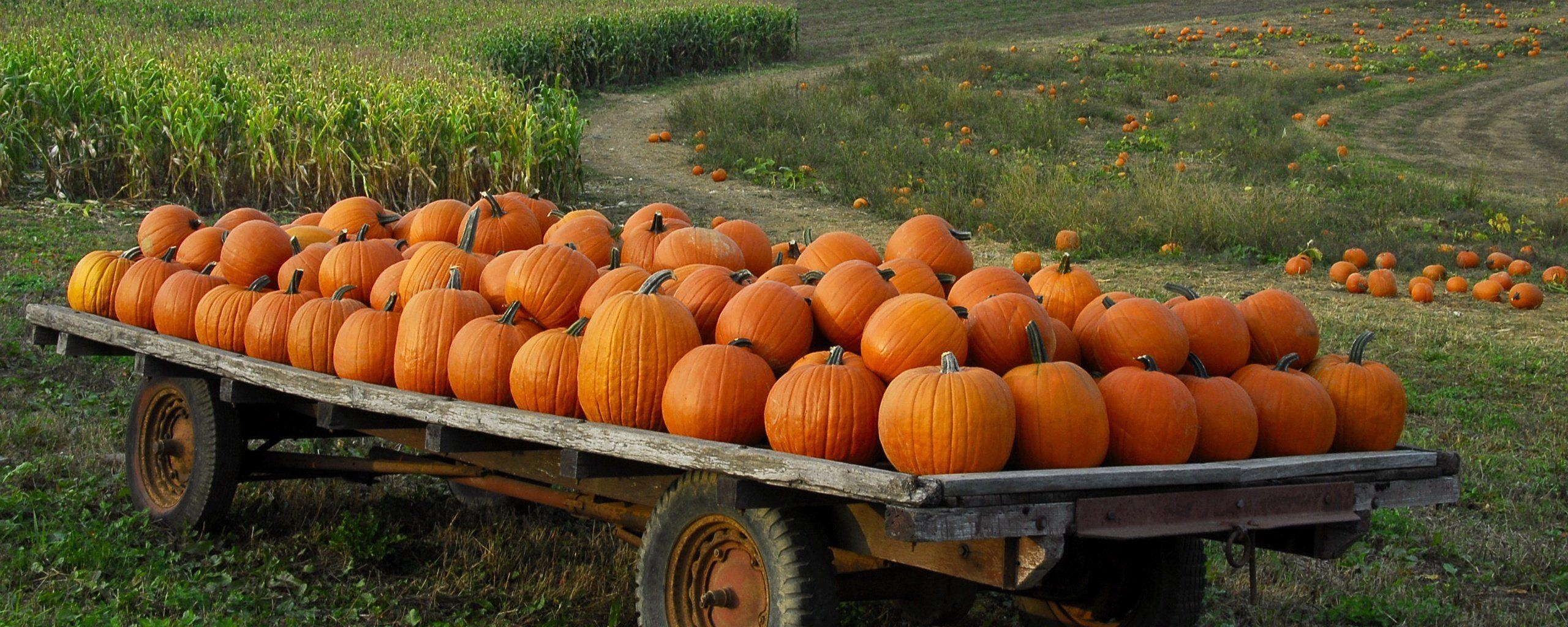 2560x1030 Pumpkin patch halloween autumn wallpaperx1024, Dual Screen