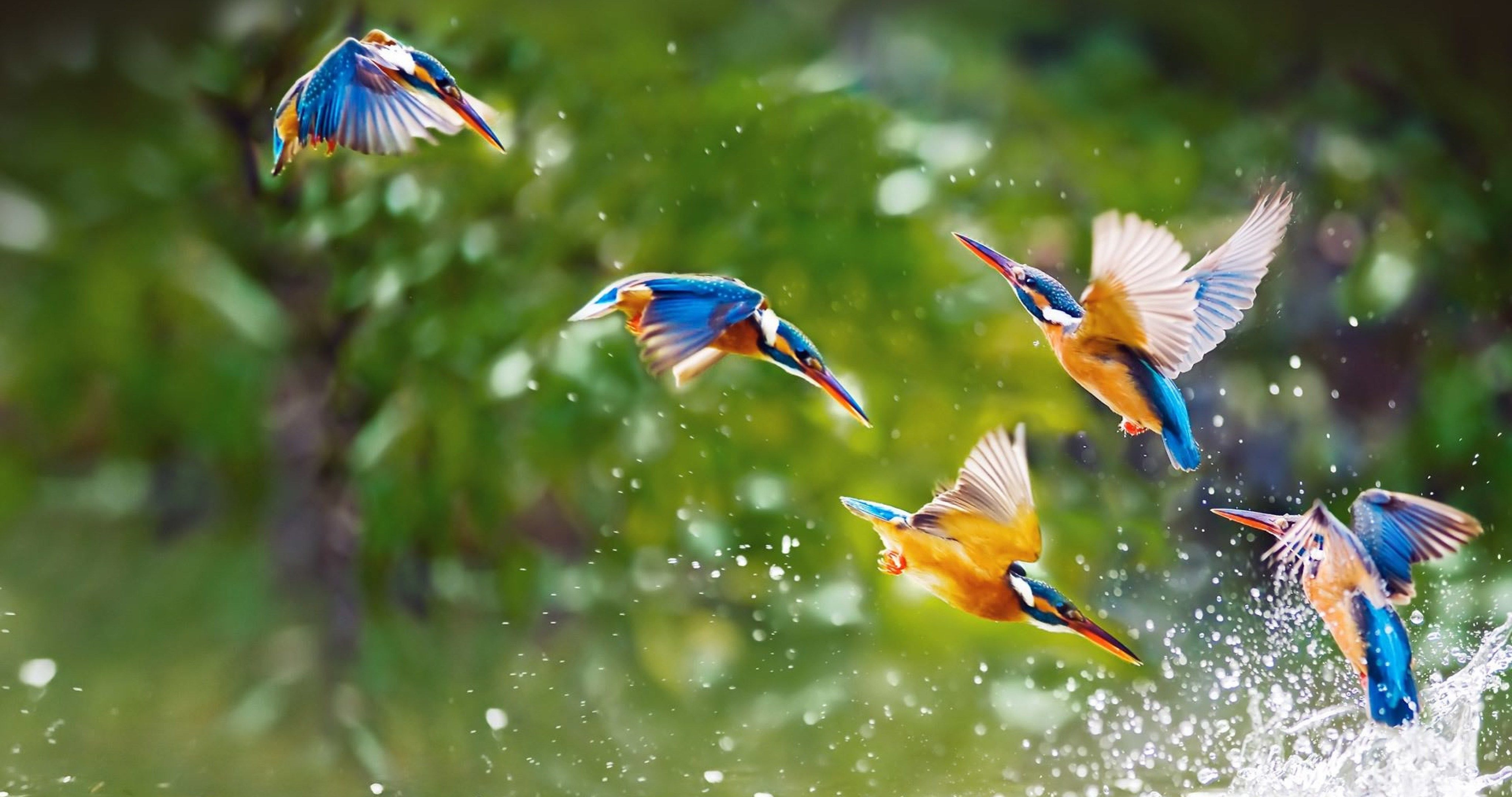 4100x2160 birds water spray wallpaper 4k ultra HD wallpaper High quality walls, Desktop