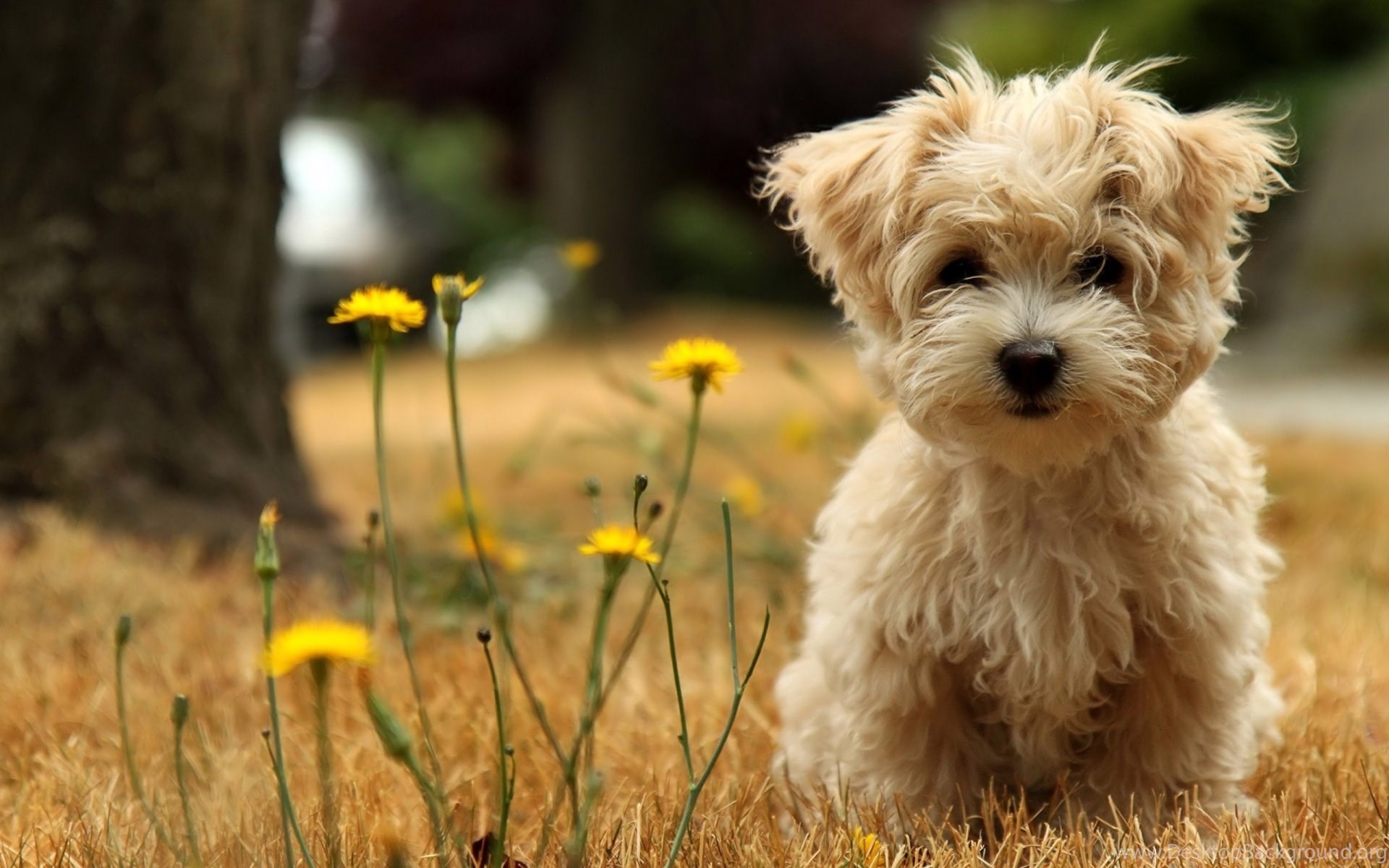 1920x1200 Cute Dog HD Wallpaper, Desktop