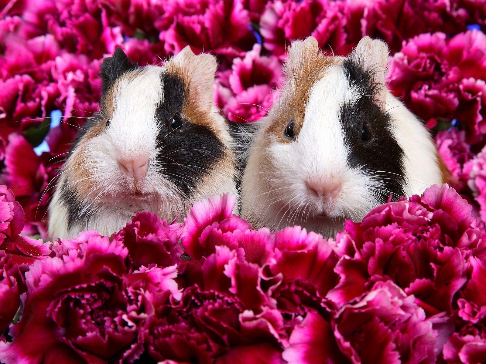 1600x1200 Guinea Pigs Wallpaper, Desktop