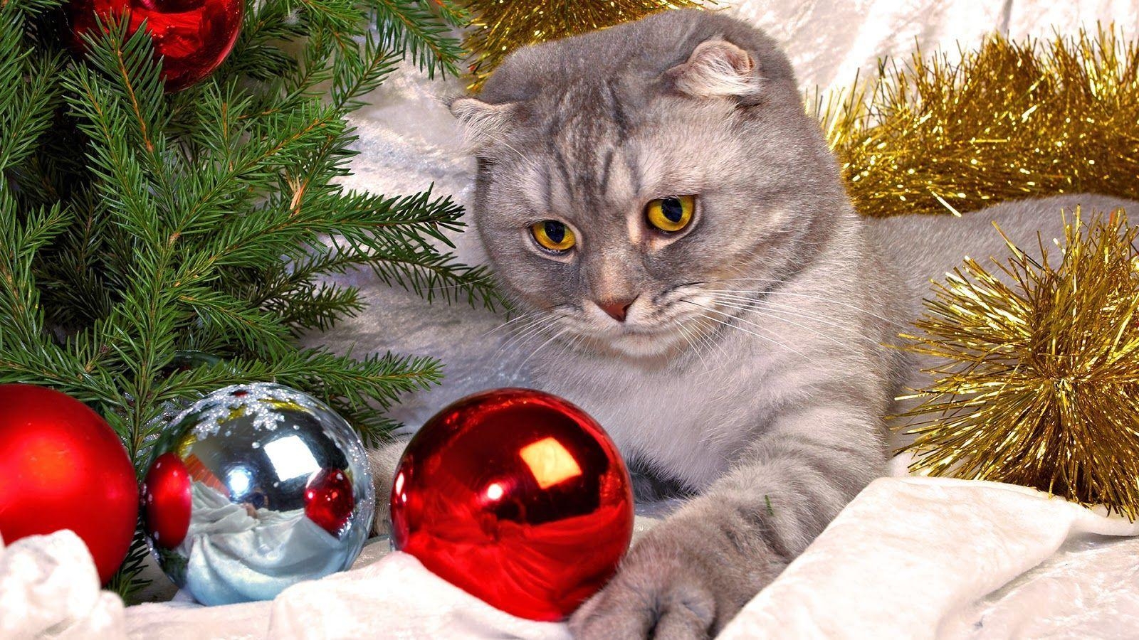 1600x900 HD Kitten Christmas wallpaper. HD Wallpaper Blog Bring for beauty, Desktop