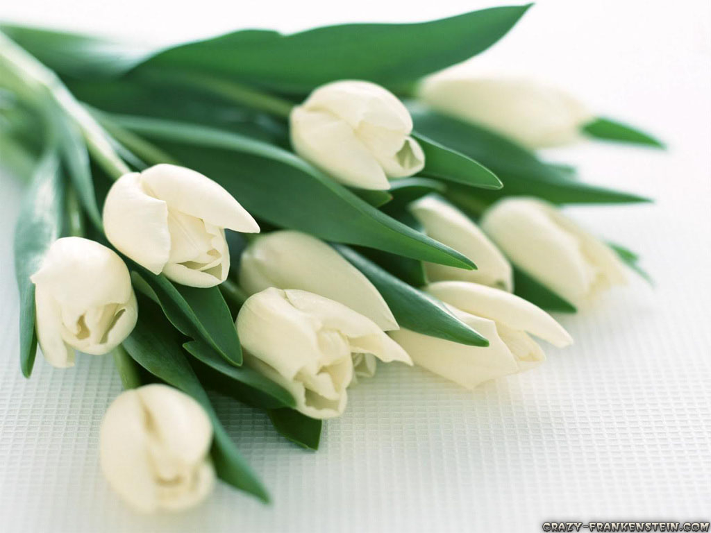 1030x770 Flowers White Tulips wallpaperx768, Desktop